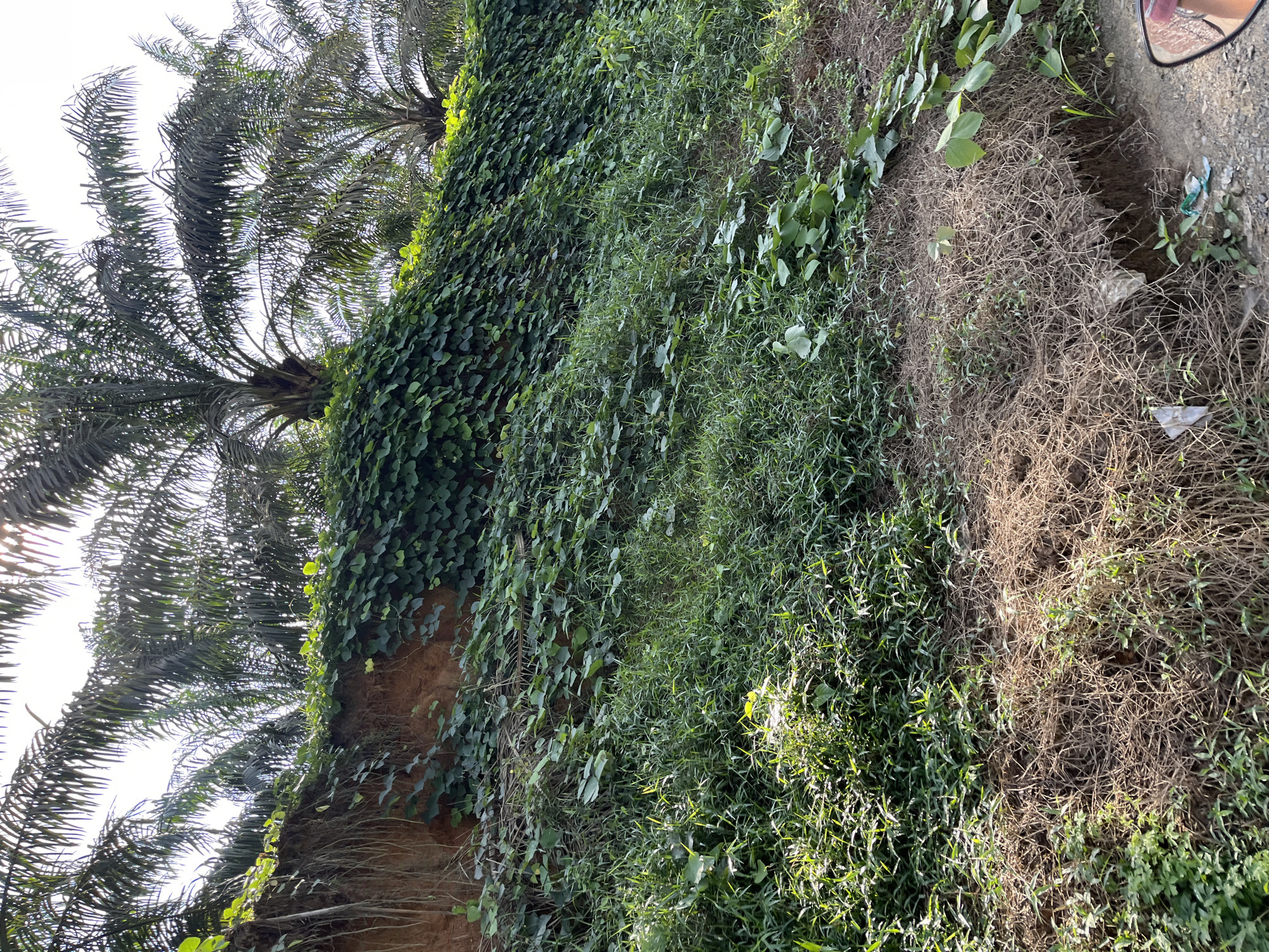 The image depicts a steep, overgrown embankment on the side of a dirt road, likely in Sukajadi, Indonesia. Palm trees are visible at the top of the embankment, suggesting a tropical or subtropical environment. The embankment itself is a mix of reddish-brown soil and dense vegetation.
The lower portion of the embankment is covered in a thick carpet of green grass, interspersed with some dry, brown grass and dead foliage. The grass appears lush and healthy in some areas, with sunlight catching on the blades, creating bright highlights. Scattered among the grass are broad-leafed plants, possibly vines or ground cover.
As the embankment rises, the vegetation becomes dominated by a dense layer of heart-shaped green leaves, which completely cover the soil in many sections. These leaves appear to be from a climbing plant, possibly a type of vine or creeper, thriving on the slope. Thin, stringy roots hang down from the top edge of the embankment in places.
Further up, the silhouettes of tall palm trees are visible against a bright, possibly overcast sky. Their fronds are long and feathery, typical of many palm species.
The foreground shows a section of the dirt road. A portion of a vehicle's side mirror, reflecting a person's arm and shoulder, is visible on the right side of the frame, indicating that the photograph was taken from within a vehicle. Some scattered trash, including plastic wrappers, is visible on the ground near the edge of the embankment. The overall scene conveys a sense of untamed nature reclaiming a man-made structure, with a rich tapestry of green foliage against the exposed earth and the backdrop of palm trees.