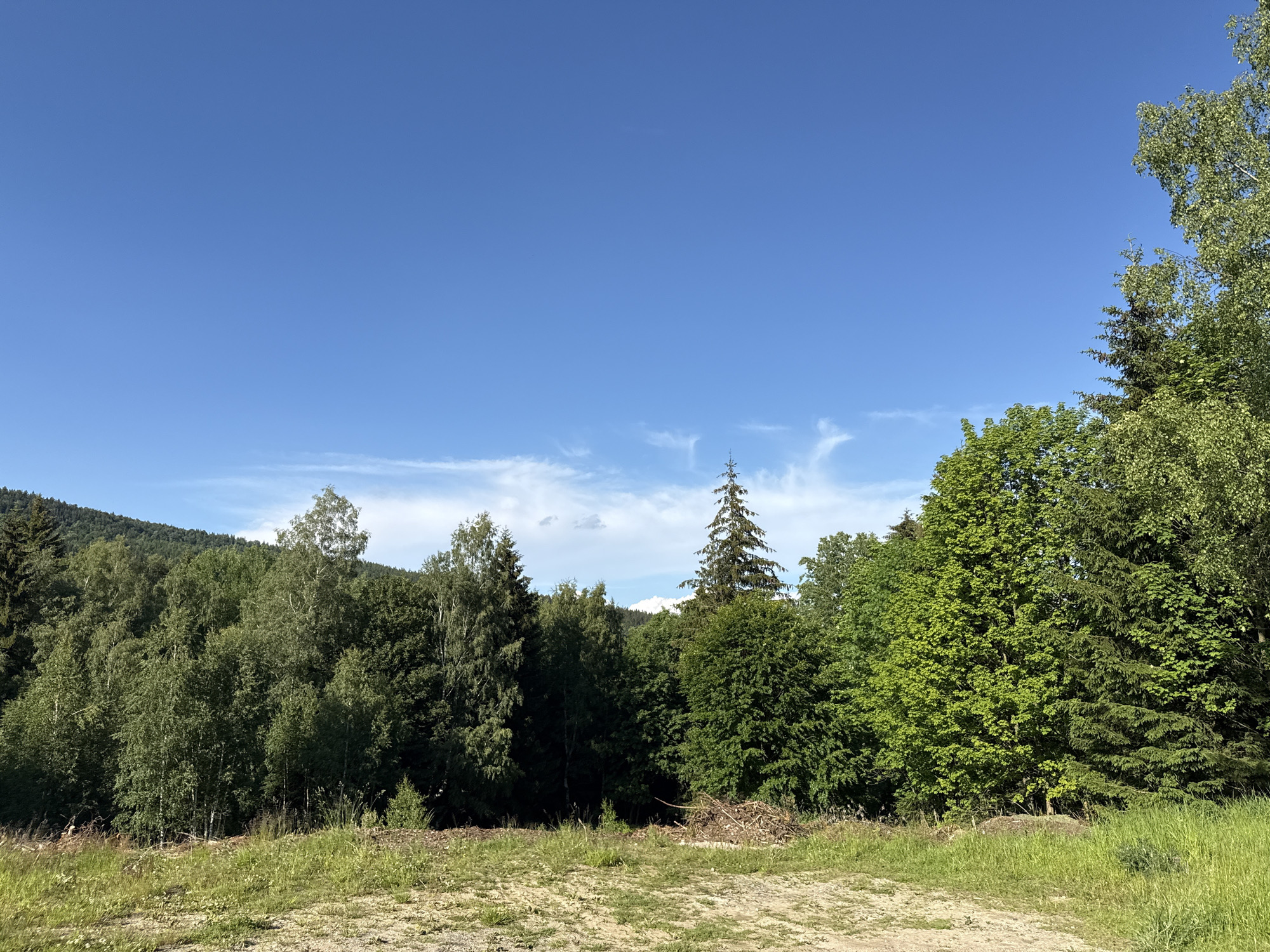 This is an outdoor, eye-level, full shot photograph taken on a sunny day in Szklarska Poręba, Poland. The sky is a clear, vibrant blue with a few wispy white clouds visible in the upper portion of the image. The foreground is a dusty, uneven path covered with dry grass and some small weeds. Beyond the path, there is a dense, lush forest covering a hillside. The trees are a variety of species, with some appearing to be deciduous and others coniferous. The foliage is predominantly green, indicating a summer or late spring season. There are some patches of exposed earth and a pile of cut branches in the middle ground, suggesting recent logging or land clearing activities. The overall scene depicts a natural, rural landscape with a clear, bright sky. There are no people or animals visible in the image.