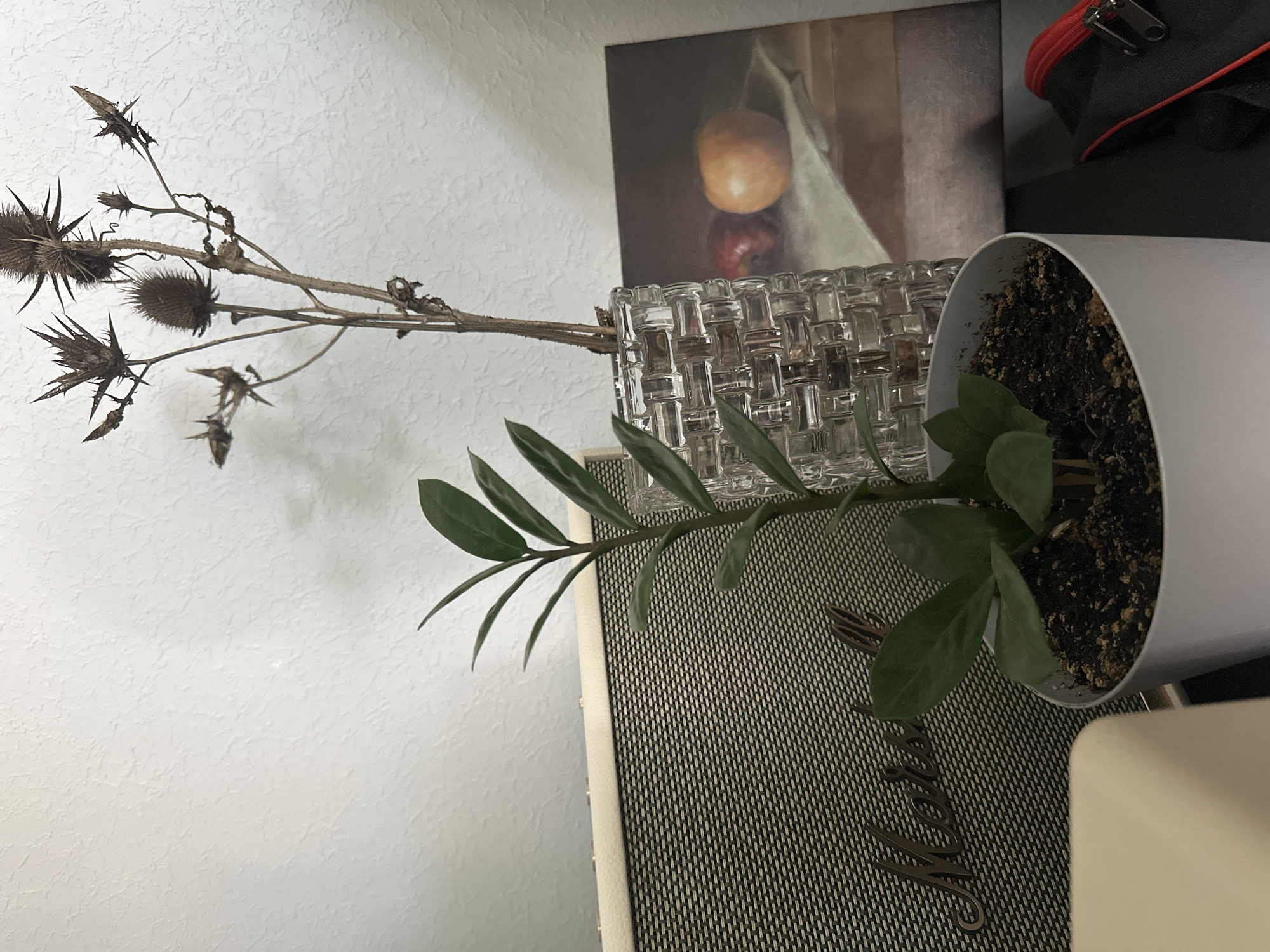 An indoor scene is depicted with a white textured wall in the background. In the foreground, a small potted plant with dark green, waxy leaves is positioned in front of a beige and black Marshall amplifier. To the right of the plant, a clear glass vase holds a dried, spiky plant. Behind the vase, a framed painting of two pieces of fruit on a cloth is visible. To the far right, a black bag with a red zipper is partially visible. The image is taken from a slightly low angle, with soft lighting. There is no indication of the city of Nevinnomyssk, Russia in the image.