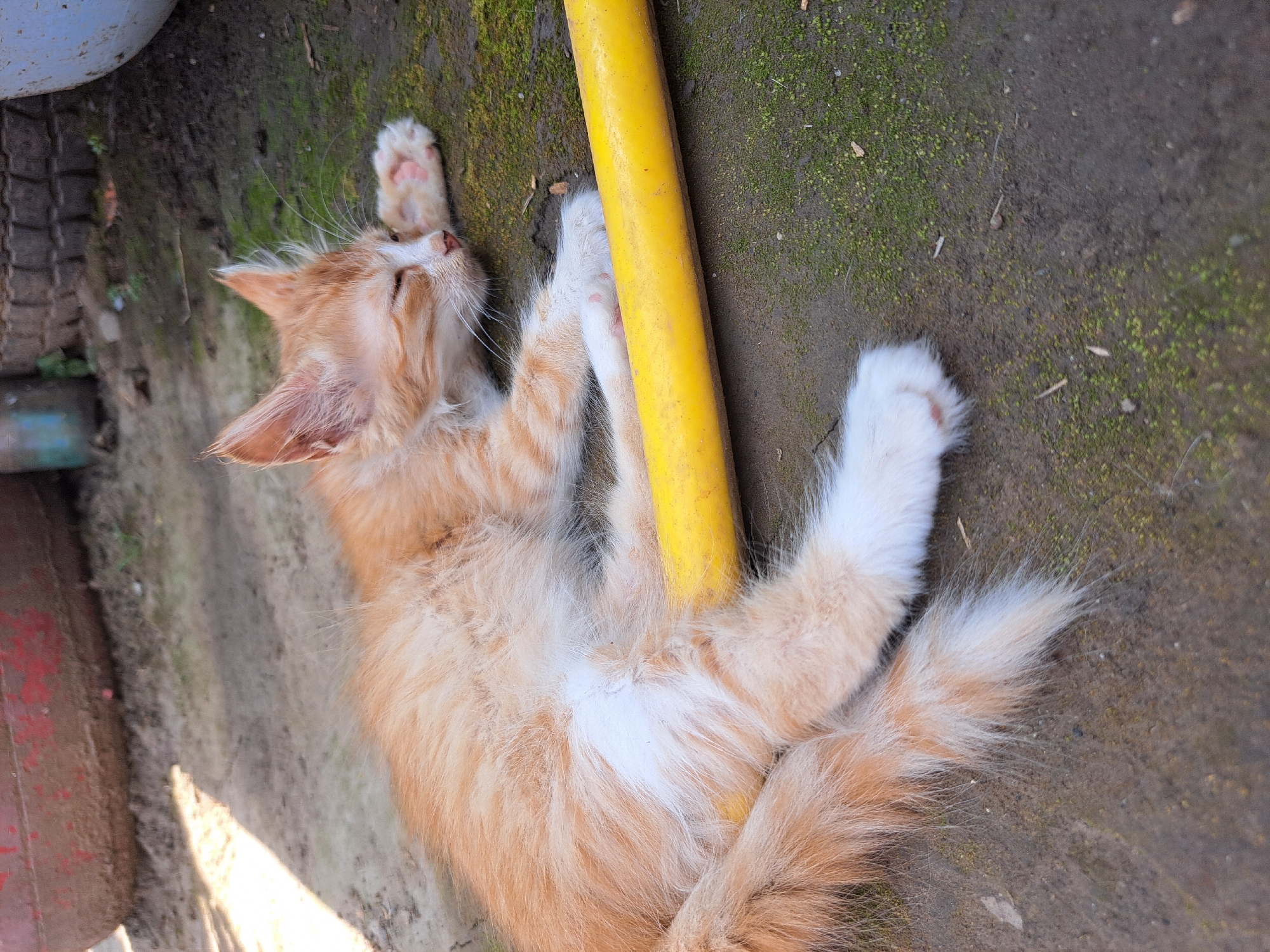 An orange and white fluffy kitten is sleeping on the ground next to a yellow pipe. The kitten is lying on its side, with its head resting on its paw. Its eyes are closed and it appears to be deeply asleep. The ground is dirt and has patches of green moss. In the background, there are parts of what appear to be large containers, possibly tires or barrels, and some vegetation. The scene is outdoors, likely in a yard or outdoor storage area. The image was taken in Vypasne, Ukraine.