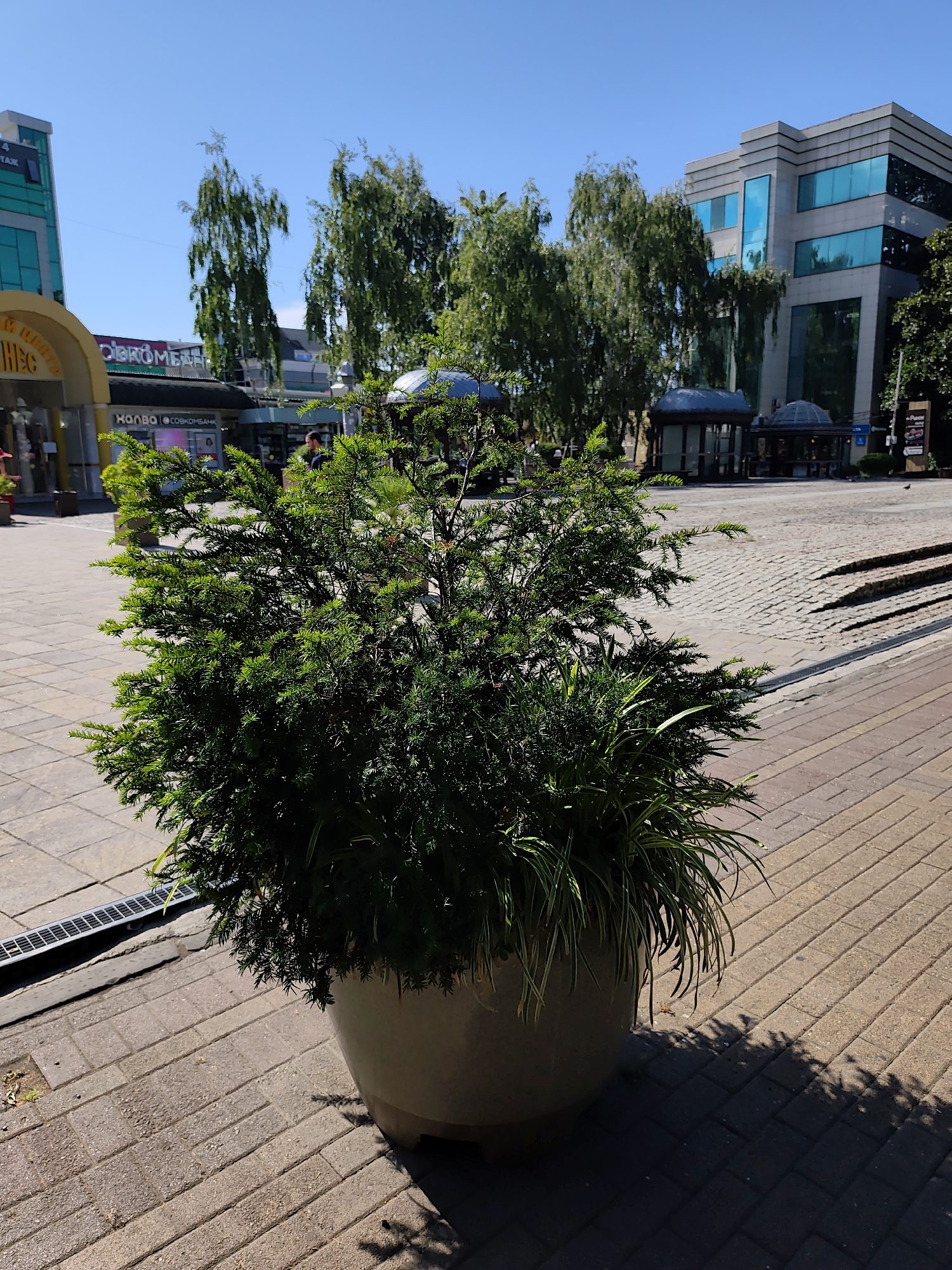 The image captures a sunlit outdoor scene, likely a public plaza or walkway in Sochi, Russia. In the foreground, a large, light-colored pot contains a lush green shrub, possibly a yew or similar evergreen, with some thinner, grass-like plants also growing within the pot. The pot sits on a paved area made of interlocking rectangular bricks. To the left of the pot, a metal grate runs along the edge of the walkway.
In the midground, the walkway continues, leading towards buildings and trees. A yellow awning with Cyrillic text, "Добрая", is visible on the left. Behind the awning, more shops and structures can be seen. Several tall, slender trees with sparse foliage are scattered across the scene, their leaves swaying slightly. Two people are discernible in the midground: one wearing a dark shirt and standing near the awning, and another further back near some covered outdoor seating areas.
The background features modern buildings with glass facades, reflecting the blue sky and surrounding greenery. The sky is clear and a vibrant blue, indicating a bright, sunny day. The overall impression is one of a well-maintained urban environment, possibly a commercial or recreational area.