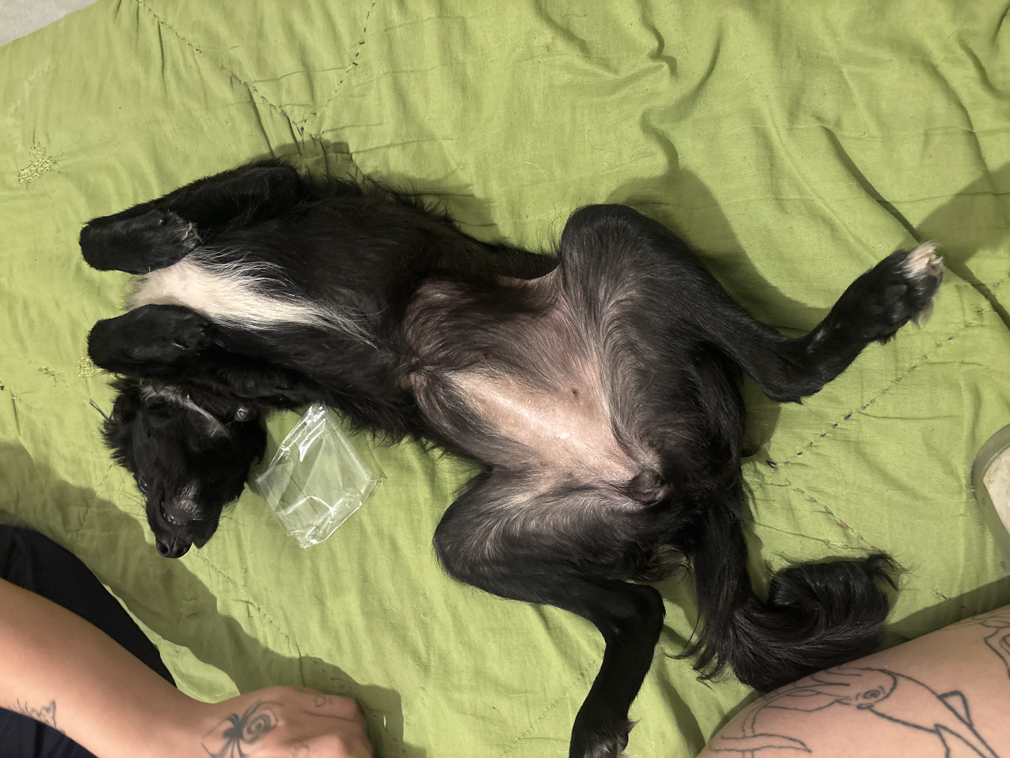 A black and white dog lies on its back on a green bedspread. Its belly is exposed. A clear plastic container is near the dog's head. A person's tattooed arm and hand are visible in the lower left of the image. Another person's tattooed leg is visible in the lower right. The location is likely indoors. The setting appears to be in a residential area, possibly in Buenos Aires, Argentina, but no landmarks or details specifically place it there.