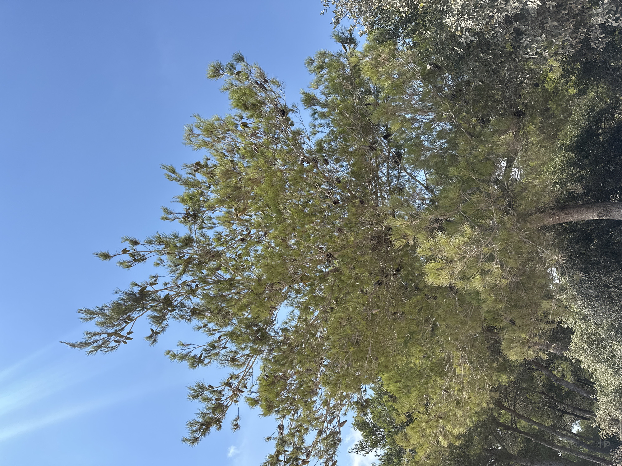 The image shows a close-up view of a pine tree with numerous pinecones against a clear blue sky. Sunlight beams are visible in the upper left portion of the sky, suggesting a bright, sunny day. The tree's branches are dense with green needles, and its trunk is visible in the lower part of the frame. In the background, other trees and foliage can be seen, creating a sense of a natural, possibly park-like or forested area. The image was taken in Nesher, Israel.
