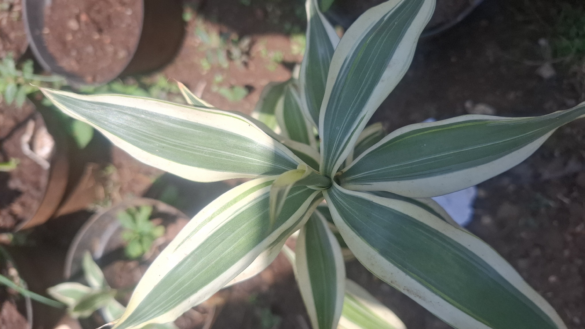 A close-up, top-down shot focuses on the variegated leaves of a plant, likely a type of Dracaena, with prominent green and white stripes. The plant appears to be in a pot, with other potted plants and dry soil visible in the background. The lighting suggests an outdoor setting, with shadows cast on the ground. This scene is located in Cianjur, Indonesia.