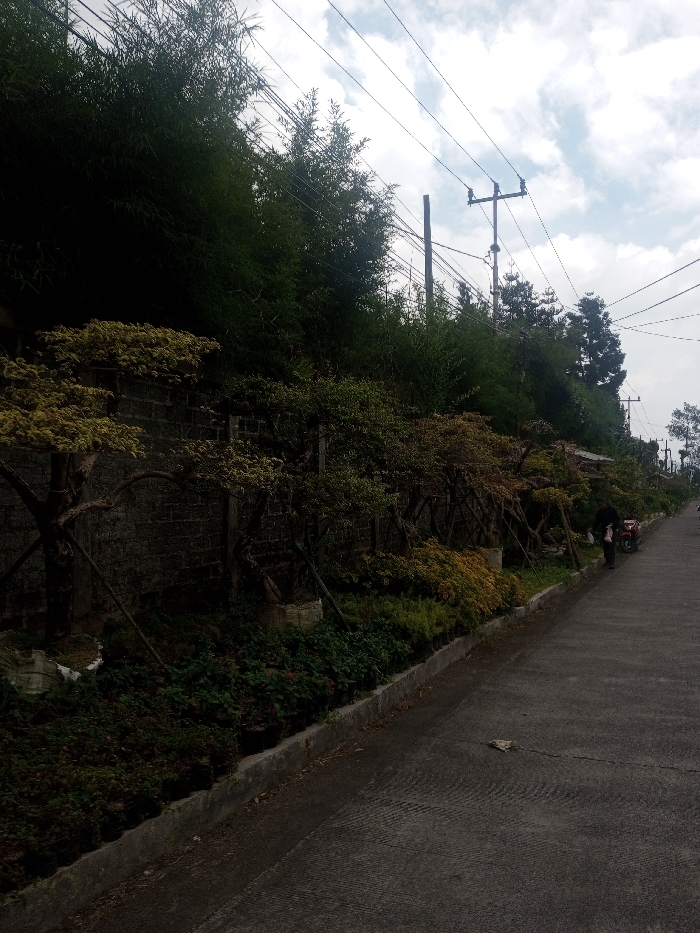 The scene depicts a paved roadway in Kalchini, India, bordered by a dense, landscaped embankment under a partially cloudy sky.
On the left side of the frame, a dark grey block wall, constructed from rectangular units, runs horizontally. In front of this wall, a series of small, ornamental trees with light green and yellowish foliage are cultivated, some supported by wooden or metal stakes. Below these trees and adjacent to the roadway, a dense strip of green and variegated ground cover plants is visible, separated by a concrete curb. Behind the block wall and ornamental trees, a steep incline is covered by a thick stand of tall, dark green bamboo-like trees, forming a dense canopy.
The right side of the image features an asphalt-paved road, extending into the background and exhibiting a textured surface with slight undulations. A lone individual, dressed in dark clothing, walks away from the viewer on the right edge of this road, holding a white bag or package in their left hand. A red scooter or motorcycle is positioned on the road near the individual. A piece of white debris lies on the asphalt in the mid-foreground.
Overhead, multiple utility poles with crossarms support a complex network of black power lines and cables, stretching across the sky. The sky itself is overcast, displaying a mix of white and grey cloud formations.