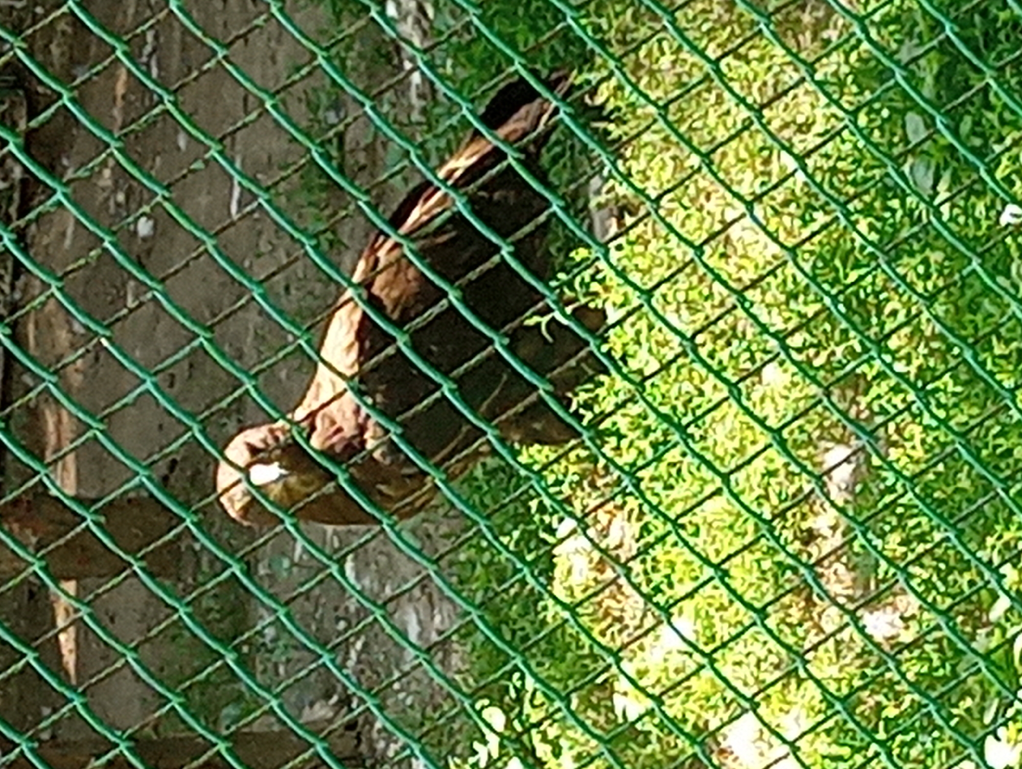 The image shows a brown bird of prey, possibly an eagle or hawk, behind a green chain-link fence. The bird is standing on green grass and appears to be looking at the camera. The background is blurred, but it seems to be an outdoor enclosure, possibly in a zoo or sanctuary. The image is taken from a low angle, and the fence is in the foreground, partially obscuring the bird. The lighting suggests it is daytime. The scene is generic and does not provide specific visual cues to pinpoint its location within Almaty, Kazakhstan.