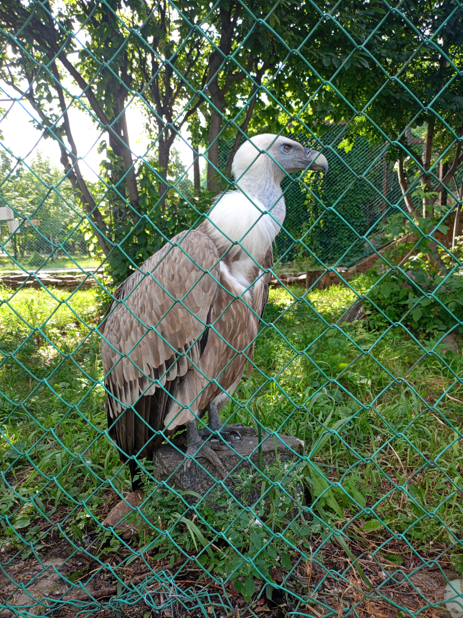 An adult Griffon Vulture stands on a concrete block in an outdoor enclosure. The bird is predominantly brown with a white head and neck. Its beak is pale yellow. The enclosure is surrounded by a green chain-link fence. Behind the bird, lush green grass and trees are visible. The scene appears to be a zoological park or sanctuary. This image was taken in the city of Chelyabinsk, Russia.
