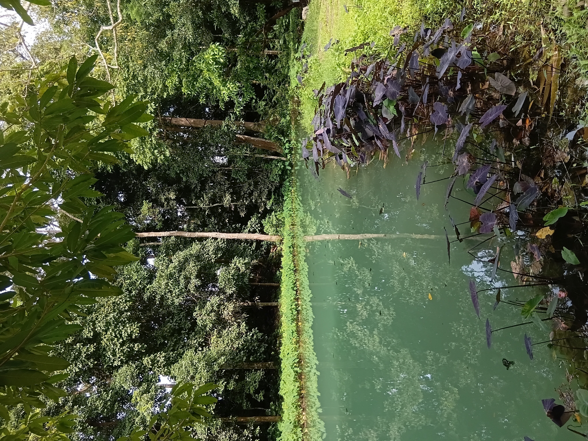 The image depicts a tranquil natural scene featuring a pond with murky green water, reflecting the surrounding trees and vegetation. The foreground is dominated by aquatic plants with large, dark-purple leaves growing along the edge of the pond. Beyond the pond, a dense wall of lush green trees forms the backdrop, with some taller trees scattered among them. The vegetation appears healthy and vibrant, suggesting a humid environment. The lighting suggests it is daytime, with the sun filtering through the leaves, creating dappled patterns on the water's surface. This natural setting is consistent with the rural and forested areas found within Mae Sai District, Thailand, a region known for its natural beauty and verdant landscapes. There are no people or animals visible in the image.