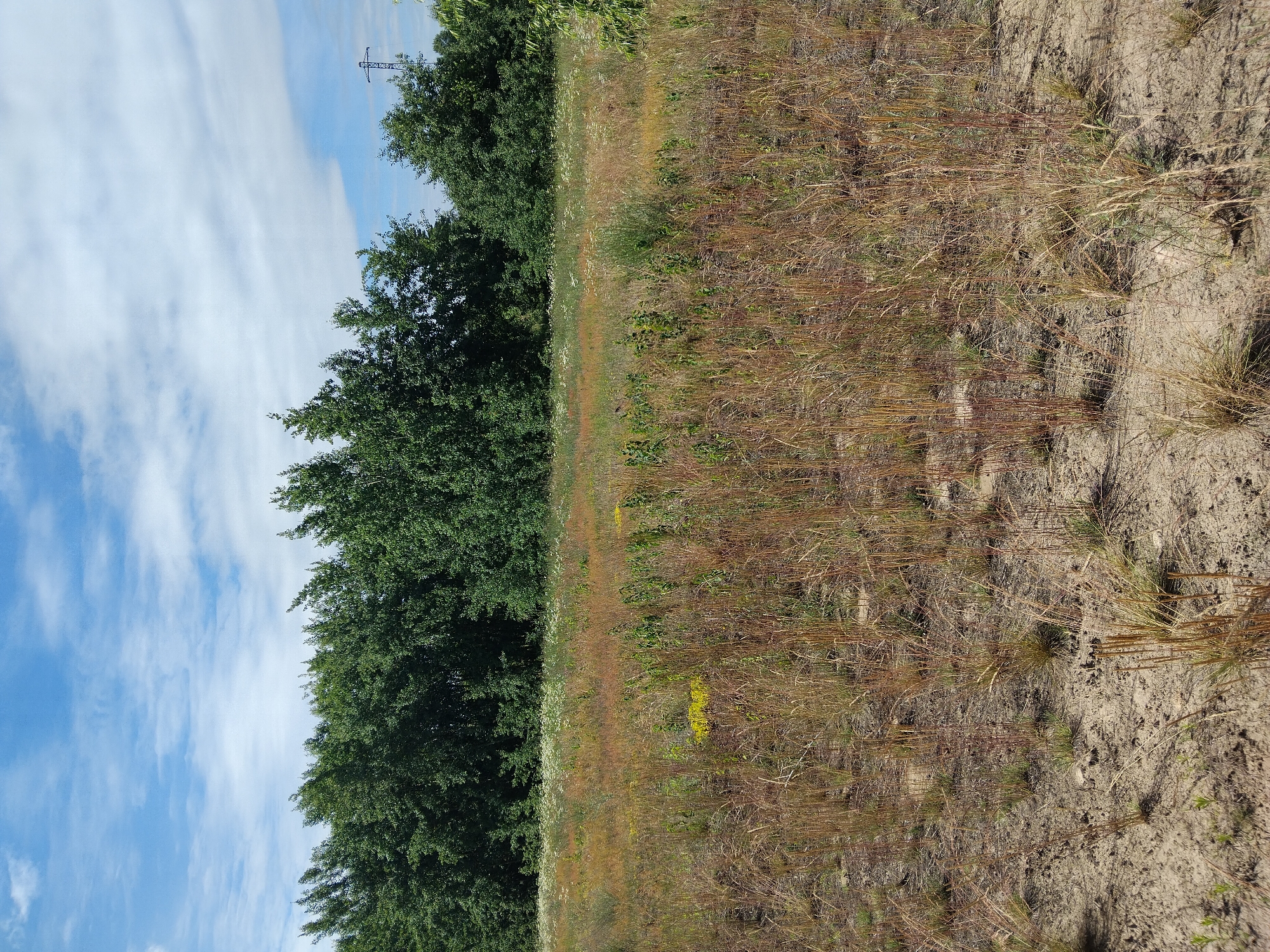 A sunny, daytime outdoor scene features a wide, dry, grassy field in the foreground. The field is densely populated with dry, straw-colored grass, interspersed with patches of sand and some green vegetation. In the middle ground, a band of low-lying white wildflowers stretches across the image, bordered by a dense line of tall, green deciduous trees forming a natural forest line. Beyond the trees, a bright blue sky with scattered white clouds is visible. To the far right, a tall, lattice-style electrical pylon stands against the sky. The image depicts a natural, uncultivated landscape.