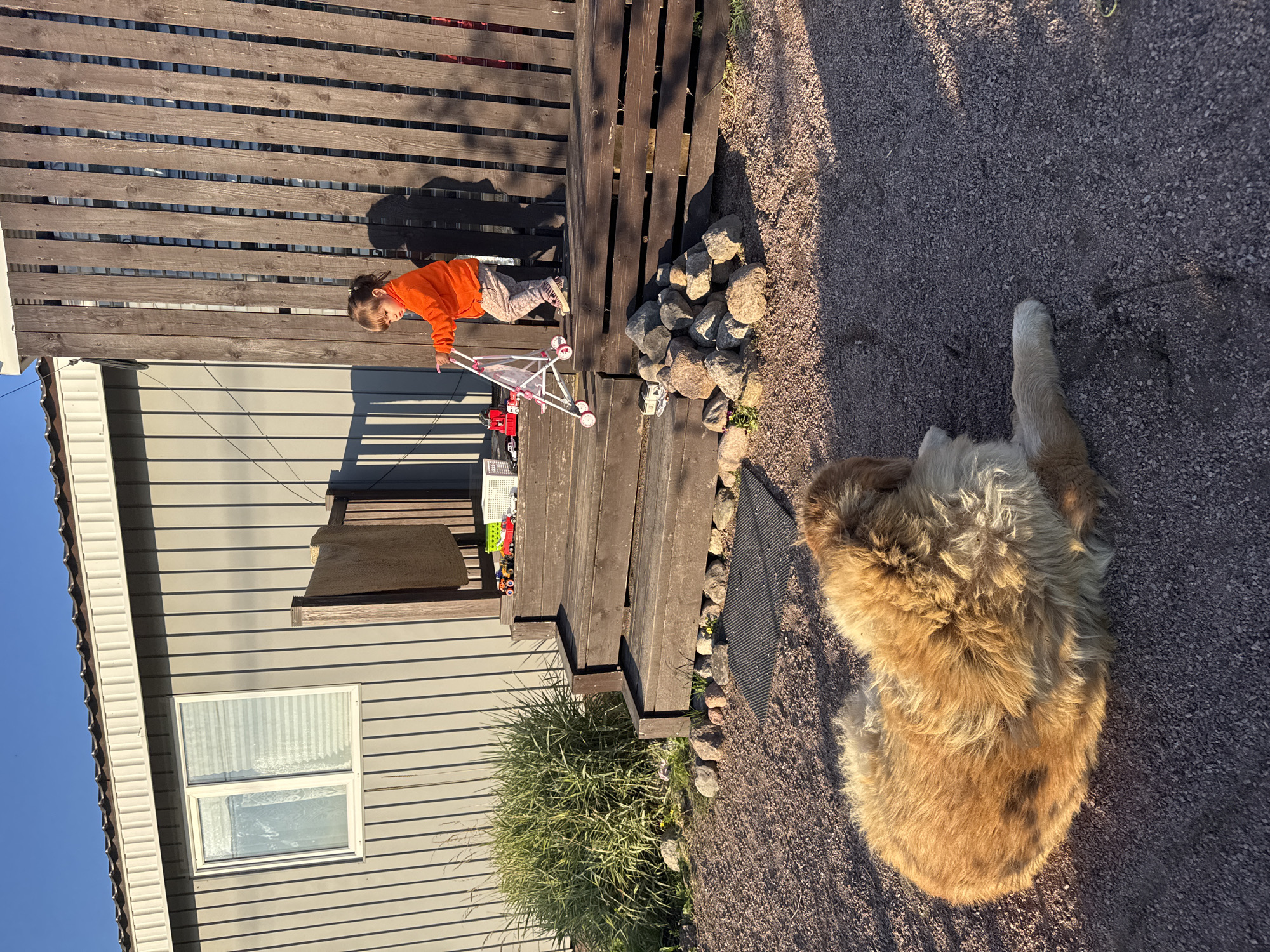 This image depicts a residential outdoor scene in Kempelevo, Russia, bathed in the warm glow of late afternoon sunlight. In the foreground, a large, fluffy dog with light brown and white fur is lying down on a gravel surface. Behind the dog, a set of wooden steps leads up to a porch area of a light-colored, corrugated metal-sided building.
On the porch, a young child wearing an orange hooded jacket and patterned pants is standing and appears to be pushing a toy stroller. Scattered on the steps and the porch are several toy vehicles, including a red toy truck and a green toy truck. Adjacent to the steps, a pile of rocks has been arranged. To the left of the steps, a large clump of green grass grows. The background features the side of the building and a wooden fence. The sky above is clear and blue.