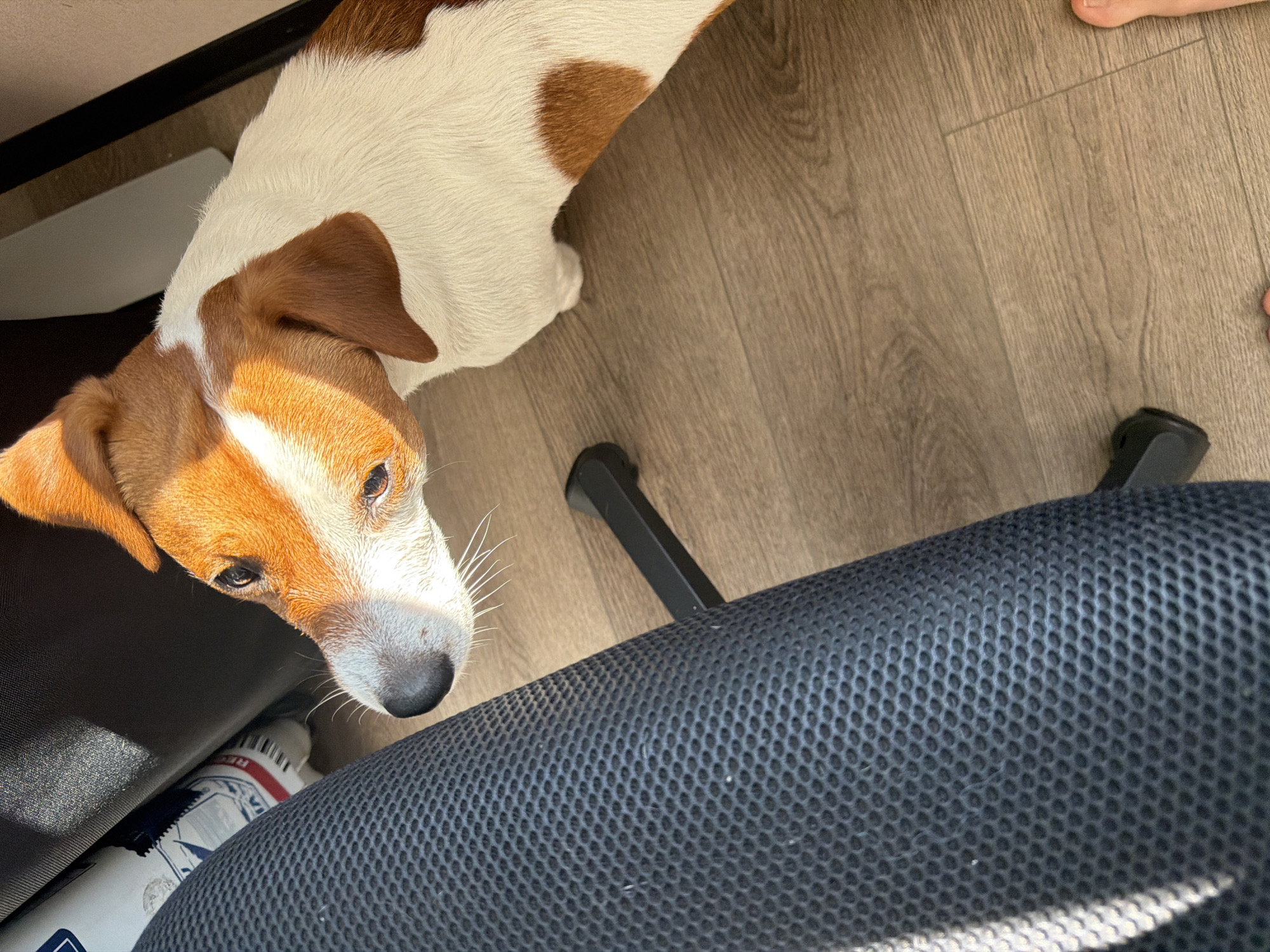 The image shows a Jack Russell Terrier looking down from the right, with its head and upper body visible. The dog has white fur with distinct brown patches on its head, ears, and back. It is looking towards a dark, textured surface on the left, which appears to be part of an office chair. The floor is made of light-colored wood planks. Sunlight is casting shadows across the scene. A person's feet are visible in the lower right corner of the image, suggesting the photographer's presence. The scene is indoors, likely a home or office environment. There are no specific indicators to place this scene in Moscow, Russia.