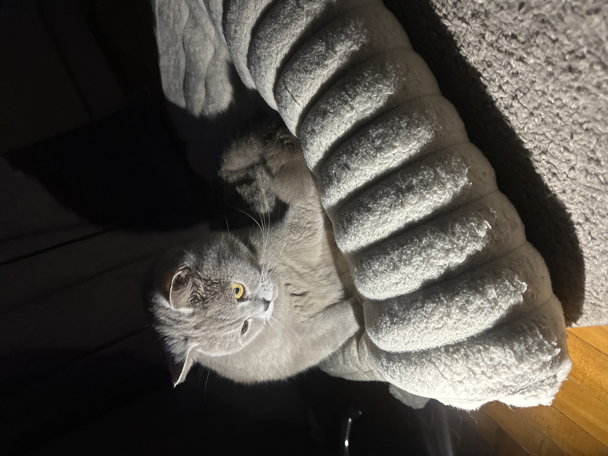 A grey cat with prominent yellow eyes is captured resting on a fluffy, textured grey blanket or pet bed. The cat is positioned centrally in the frame, looking towards the left with an alert and curious expression, its head slightly tilted.
The scene is dimly lit, suggesting it could be night or in a room with minimal ambient light. A strong, localized light source from the upper right illuminates the cat and the raised, plush, almost corduroy-like texture of the blanket, creating distinct ridges and valleys of light and shadow. This dramatic lighting casts deep, dark shadows on the left side of the frame and in the background, creating a high-contrast composition.
The cat's fur appears soft and dense. The blanket provides a cozy, contained environment for the animal. A dark, possibly wooden, floor is visible in the lower right corner of the image, indicating an indoor setting. The location of the photo is Ternopil, Ukraine. There is no visible text in the image.