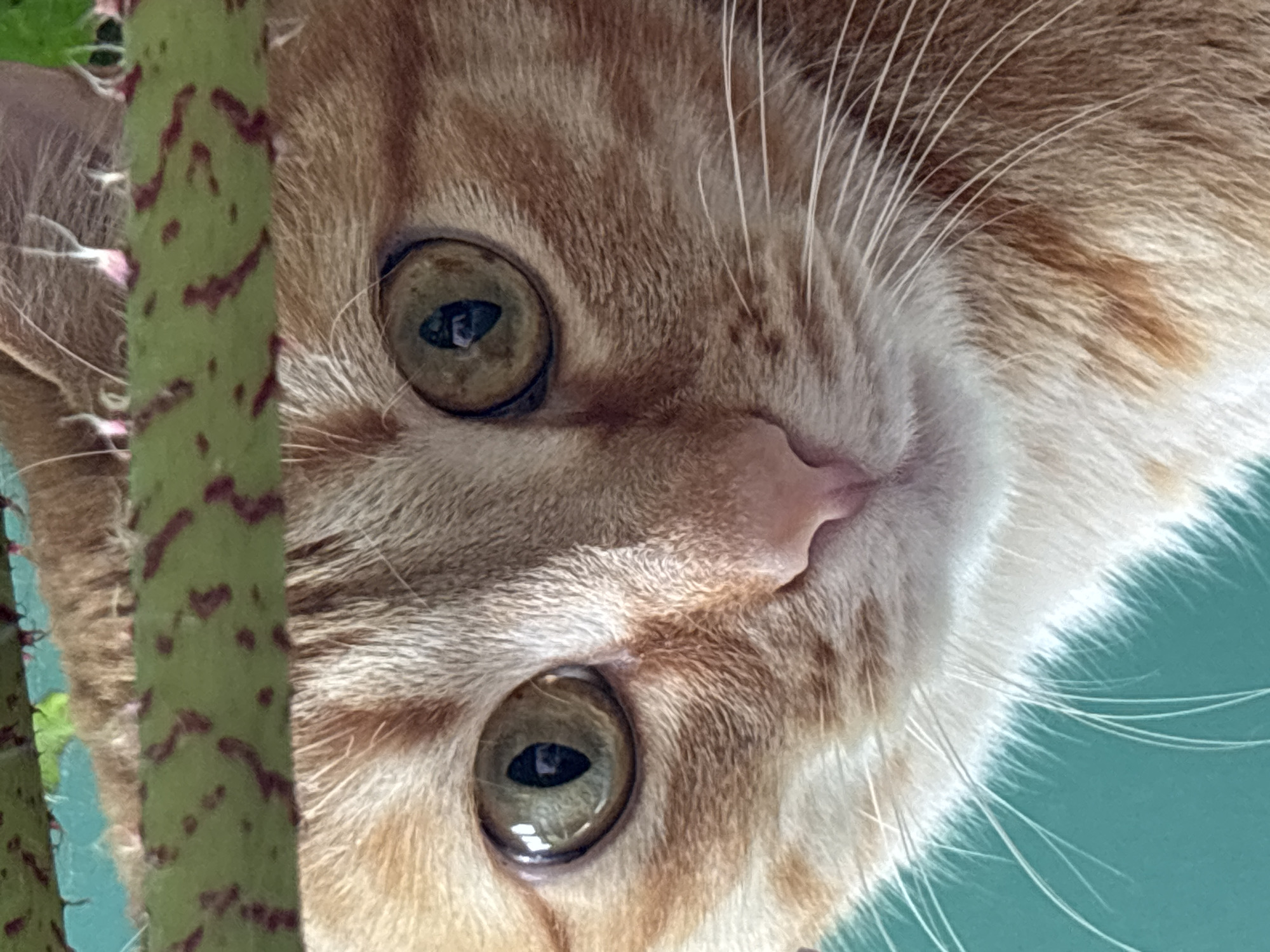 A close-up, upside-down view captures the face of an orange tabby cat peering through a stalk of a plant. The cat's head is mostly in focus, with amber eyes wide and a pink nose centered. The cat's fur is a mix of orange, tan, and white. The plant stalk is positioned vertically on the left side of the frame and is green with reddish-brown markings. The background is a smooth, uniform teal color. The location is not identifiable from the image.