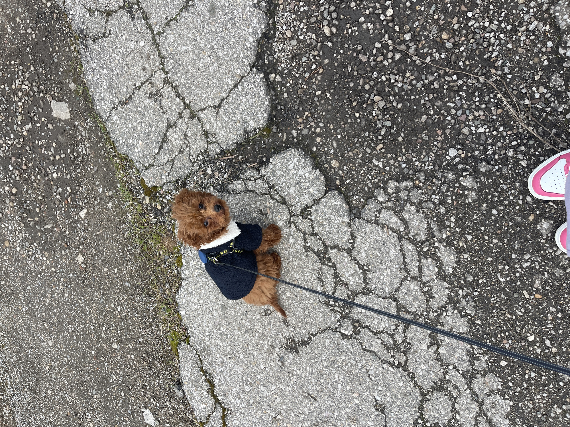 A top-down shot depicts a small, brown, poodle-like dog wearing a black jacket with a white, fuzzy collar. It is on a leash held by someone whose legs and a pink and white sneaker are partially visible at the right edge of the frame. The ground is cracked asphalt and patches of gravel. No information is available to deduce this location is in Sofia, Bulgaria.