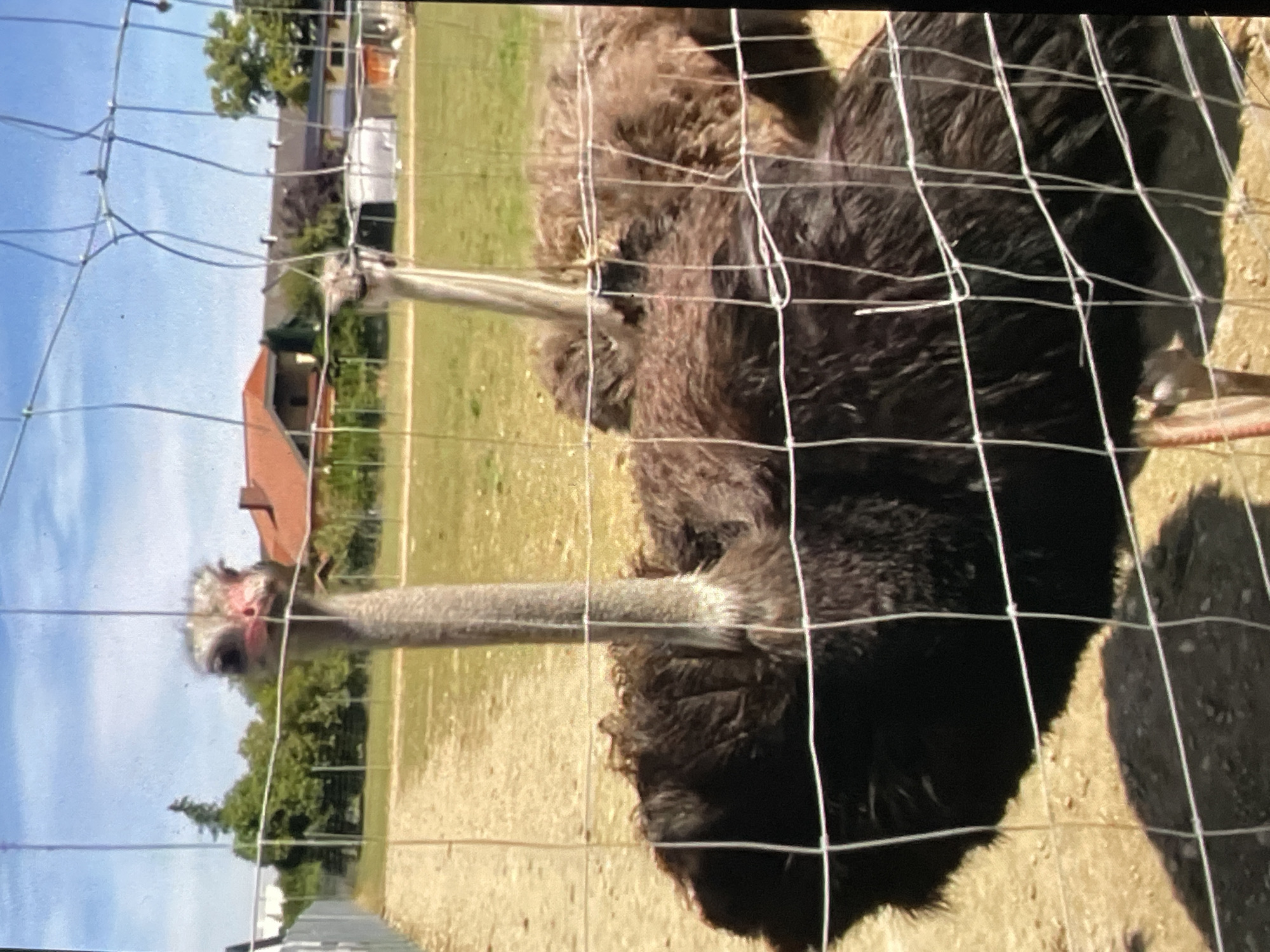 The image depicts two ostriches behind a wire fence. The ostrich in the foreground is dark brown and black, while the ostrich in the background is lighter brown. The ostriches are in an outdoor enclosure with a dirt ground and patches of grass. In the background, there are buildings with red-tiled roofs and trees, suggesting an urban or suburban setting. The sky is blue with some clouds. The location is specified as Harmanli, Bulgaria.