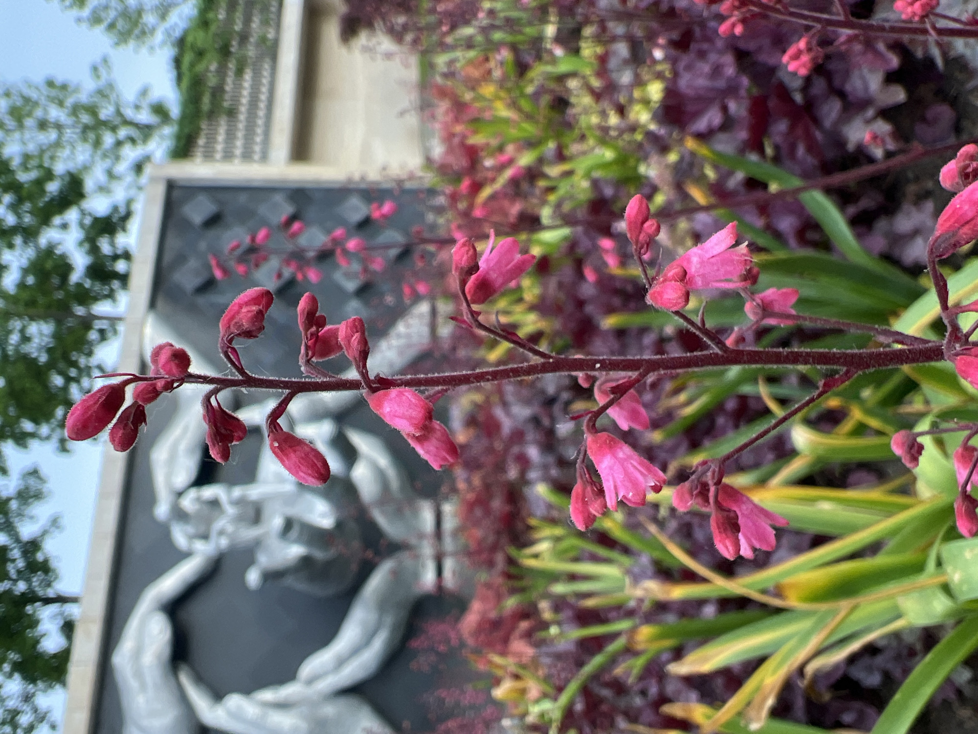 Here's a description of the image:
The image features a close-up of flowering plants with small, pink, bell-shaped blossoms. The plants are positioned in front of a wall with an bas-relief sculpture. The sculpture depicts intertwined figures in a light grey material, set against a dark background. The scene is partially obscured by the flowers, which are the main focal point. Additional plant life, with purple foliage and green and yellow striped leaves, are visible in the background, creating layers of depth. The location is Krasnodar, Russia.