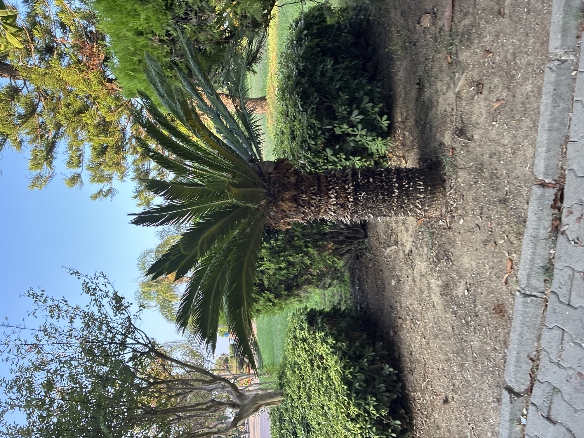 A medium shot captures a sago palm tree in a park in Alanya, Turkey. The palm tree, with its textured brown trunk and fronds, stands in the center of the frame. It is surrounded by lush green bushes and manicured grass. In the background, there are more trees, including a pine tree and a deciduous tree, all under a clear blue sky. The ground in the foreground is a mix of dirt and fallen leaves, with a concrete curb and paved walkway lining the edge of the scene. The lighting suggests it is either early morning or late afternoon, with the sun casting shadows. There are no people or animals visible in the image.