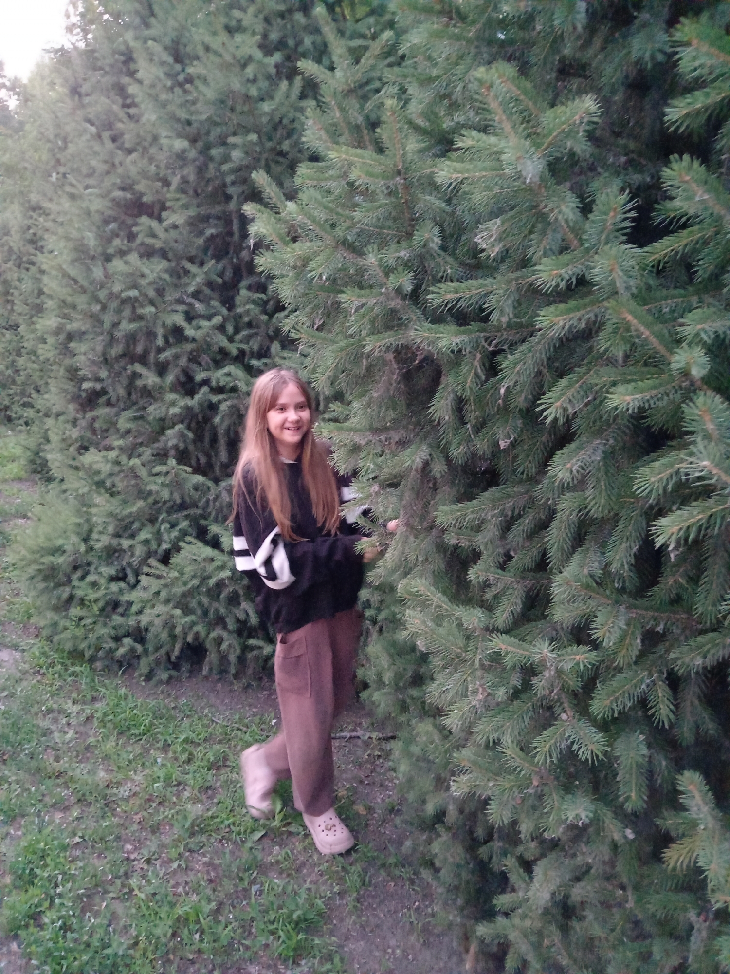 A young girl with long, light brown hair smiles at the camera, partially obscured by the dense branches of a large evergreen tree on her right. She is wearing a dark long-sleeved shirt with white stripes on the sleeves and loose, brown trousers. She is also wearing light-colored clogs. The girl is standing on a dirt path with sparse green grass and some dry leaves. The background consists of a dense row of evergreen trees, suggesting an outdoor setting, possibly a park or a forest edge. The lighting is soft, indicating an overcast day or late afternoon. The overall impression is a casual, natural scene. The location of this image is not specified within the image itself, and therefore, cannot be determined.
