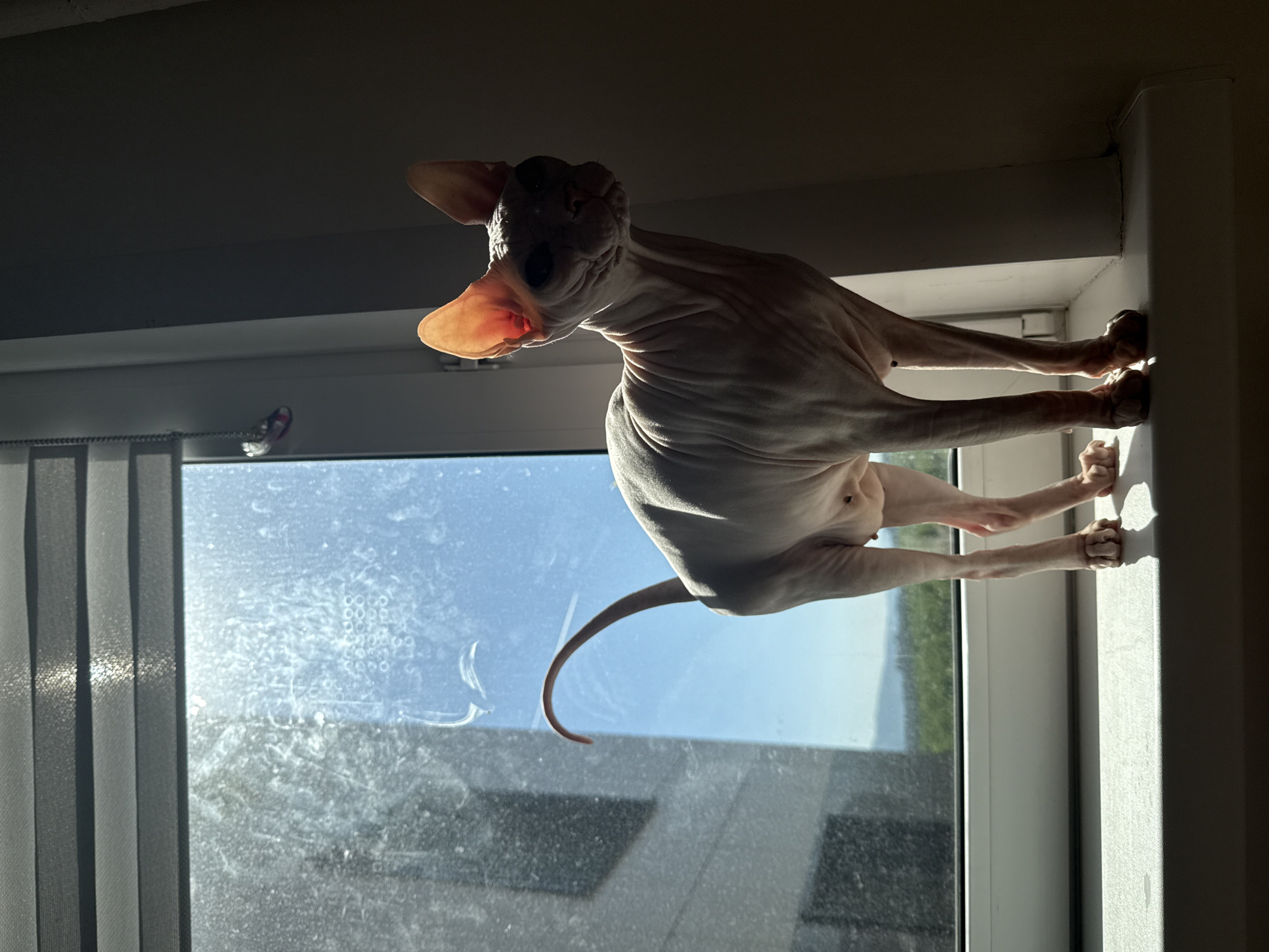 A Sphynx cat stands on a white window sill, positioned with its left side towards a brightly lit window and its right side cast in deep shadow. The cat's light-colored, wrinkled skin is visible, with its large, translucent ears appearing reddish-orange due to backlighting. Its tail curves upwards. The window features a white frame and is partially covered at the top by horizontal grey blinds. The glass is notably dirty, displaying numerous dried water spots, smudges, and streaks. Through the window, a multi-story building is visible on the left, with a clear blue sky and distant green hills or forests forming the landscape beyond. A small, light-colored charm hangs by a chain near the upper left corner of the window. The scene is located in Krasnoyarsk, Russia.