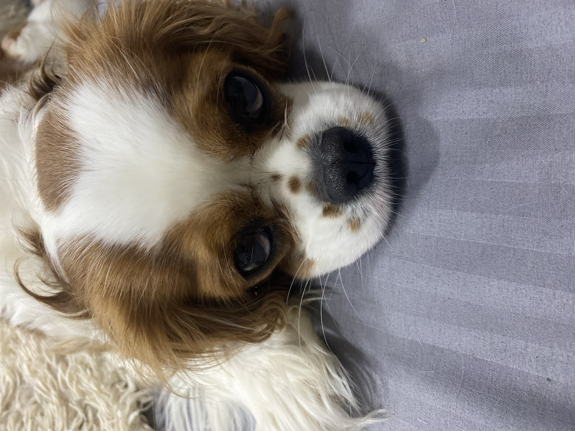 The image depicts a Cavalier King Charles Spaniel dog, identified by its blenheim coloration (white with reddish-brown patches), resting indoors in the city of Unknown, Unknown. The dog's head occupies the majority of the lower frame, positioned centrally, with its chin and forelegs resting on a grey fabric surface. Its large, dark, reflective eyes are directed straight towards the viewer. A textured black nose is prominent in the lower center, surrounded by white fur and extended white vibrissae. Reddish-brown fur patches are visible on its ears, around its eyes, and on its forehead. The grey fabric surface beneath the dog displays subtle vertical stripe patterns and scattered fine fibers. In the upper left background, a cream-colored, shaggy textile object is partially visible, providing textural contrast. The dog appears to be still, engaged in direct visual interaction.