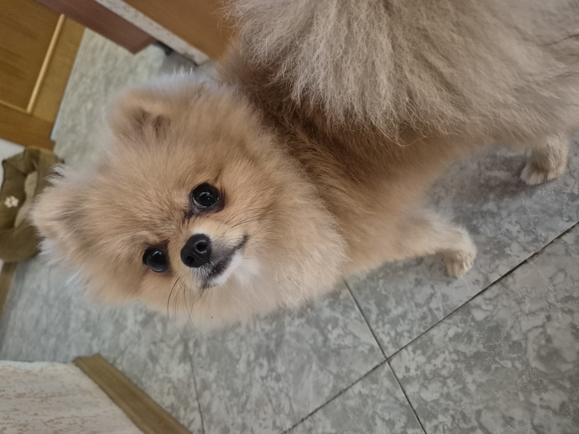 A small, fluffy, light brown Pomeranian dog is looking directly up at the camera. The dog has dark, expressive eyes and a black nose. It is standing on a grey tiled floor. To the left of the dog, there is a cream-colored wall with a wooden baseboard. In the background, to the right, a wooden door is partially visible, and further in the background, a tan dog bed with a paw print design can be seen. The lighting suggests an indoor environment, possibly a home. The image does not provide any specific geographic information to pinpoint a location within Burgas, Bulgaria.