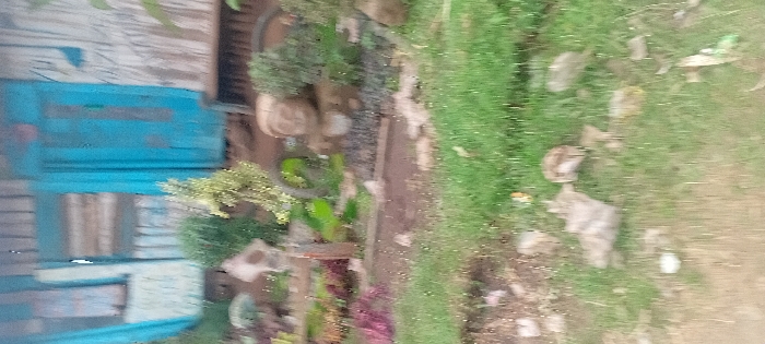 A blurred outdoor scene includes a weathered blue wooden structure with horizontal planks on the left side. In front of it is a garden bed with diverse foliage, potted plants, and decorative rocks. A grassy path stretches from the garden bed towards a dirt path on the right. Scattered rocks and debris are visible along the grassy area. The overall scene has a natural, rustic, and slightly overgrown aesthetic.