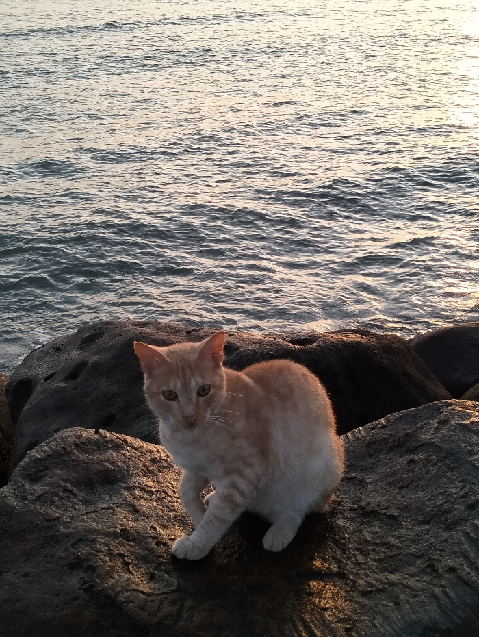 An orange and white cat is perched on a dark, textured rock formation near the ocean. The cat is facing the viewer, its gaze direct and focused. The ocean stretches out behind the rocks, its surface reflecting the light. The light suggests that it is either sunrise or sunset. The rocks and ocean create a serene and natural backdrop for the feline subject.
