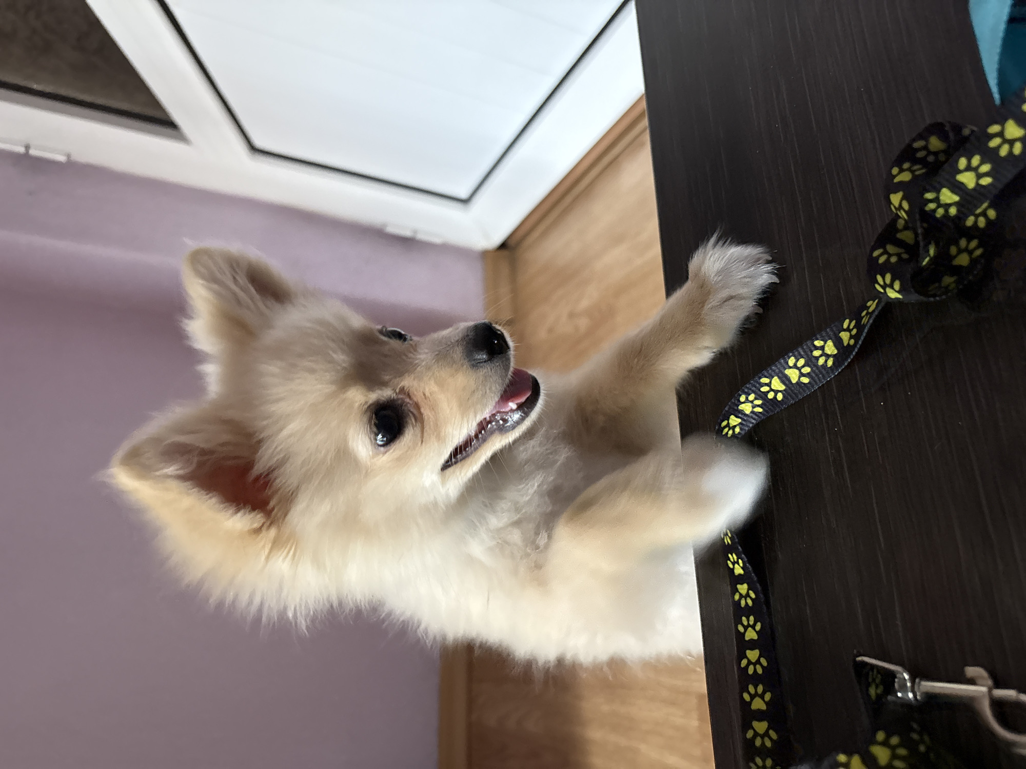 A light-colored, fluffy Pomeranian puppy is standing on its hind legs, reaching over a dark, wooden surface, its front paws are blurred from motion. The puppy has pointed ears, dark eyes, and its mouth is slightly open, showing its tongue and teeth. A black leash with yellow paw prints is draped across the wooden surface in front of the puppy. The background consists of a lilac-colored wall and a wooden floor, with a partially visible white-framed window to the right. The scene appears to be indoors, possibly a home environment. The location is identified as Tankovo, Bulgaria.