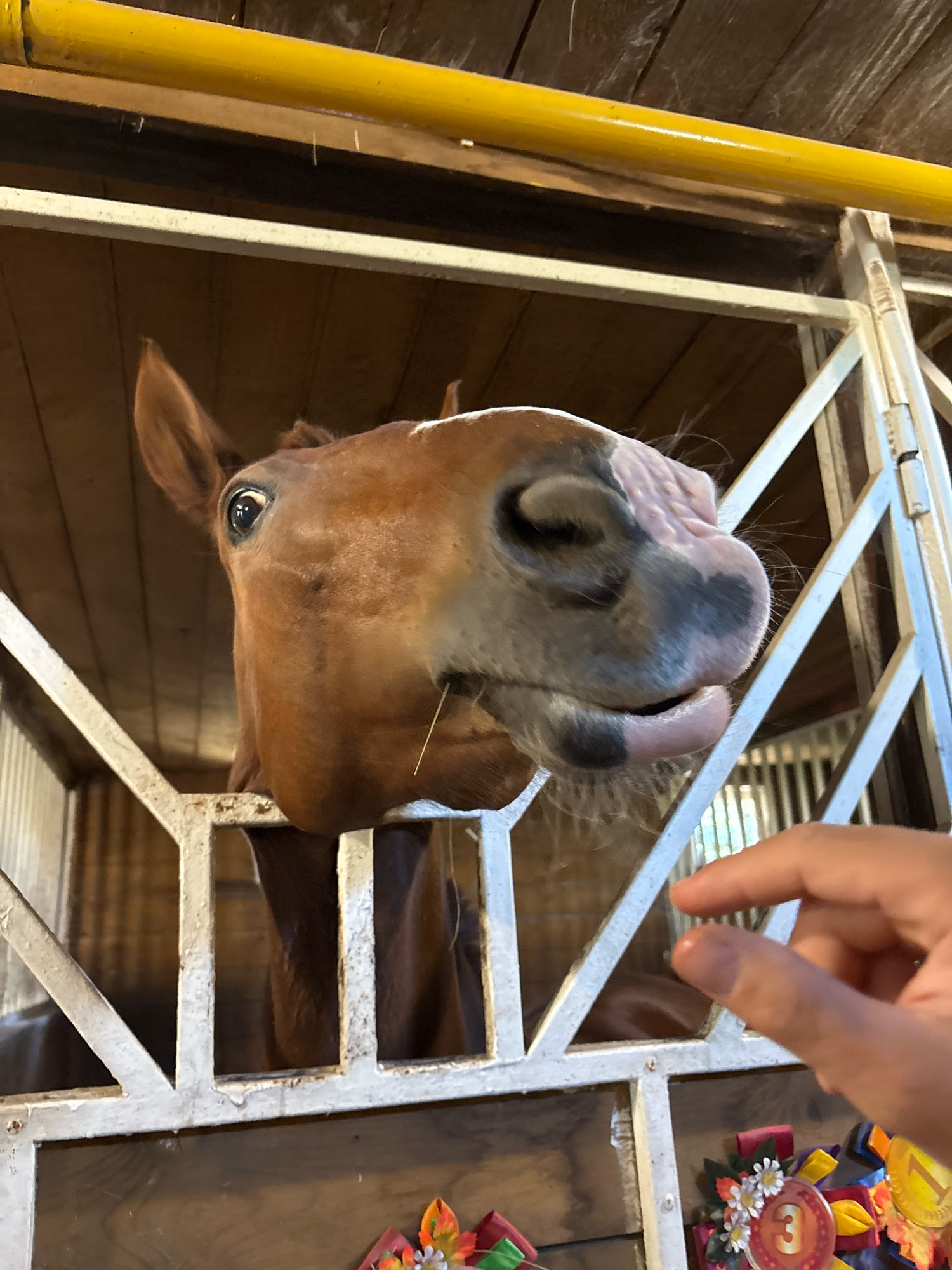 The image depicts a close-up view of a brown horse's head poking through a white metal stall gate. The horse has its mouth slightly open and appears to be chewing on a piece of hay. A human hand with painted fingernails is visible in the lower right corner of the frame, reaching towards the horse. The background consists of wooden walls and a yellow bar running across the top. The scene is consistent with a horse stable. There is no information in the image to indicate its location in Orenburg, Russia.