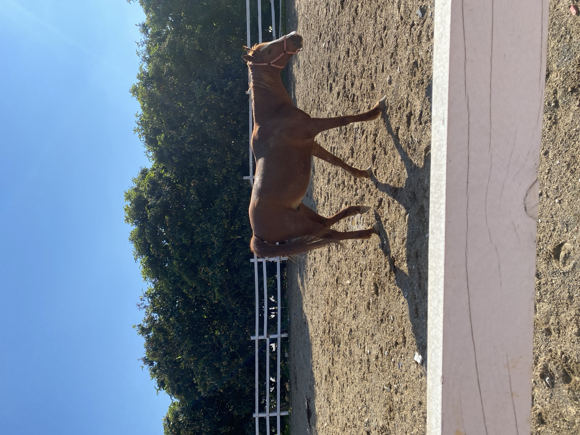 A brown horse with a pink halter stands in a sunlit outdoor paddock. The horse, facing left with its head slightly raised, occupies the center-right of the frame. Its coat is a warm brown, and its mane and tail are dark brown. Bright sunlight illuminates the horse, casting distinct shadows on the light brown, sandy ground.
To the left, a dense line of green trees, possibly bearing small, light-colored fruits or flowers, forms a backdrop. A white wooden fence runs horizontally across the mid-ground behind the horse, separating the paddock from the trees. Another white fence post is visible vertically on the far right of the image. The upper left portion of the image shows a clear, bright blue sky.
The scene depicts a calm, sunny day, likely mid-morning or afternoon, given the strong shadows. The setting is an equestrian area, consistent with a location like Alanya, Turkey. No human figures or discernible text are visible.