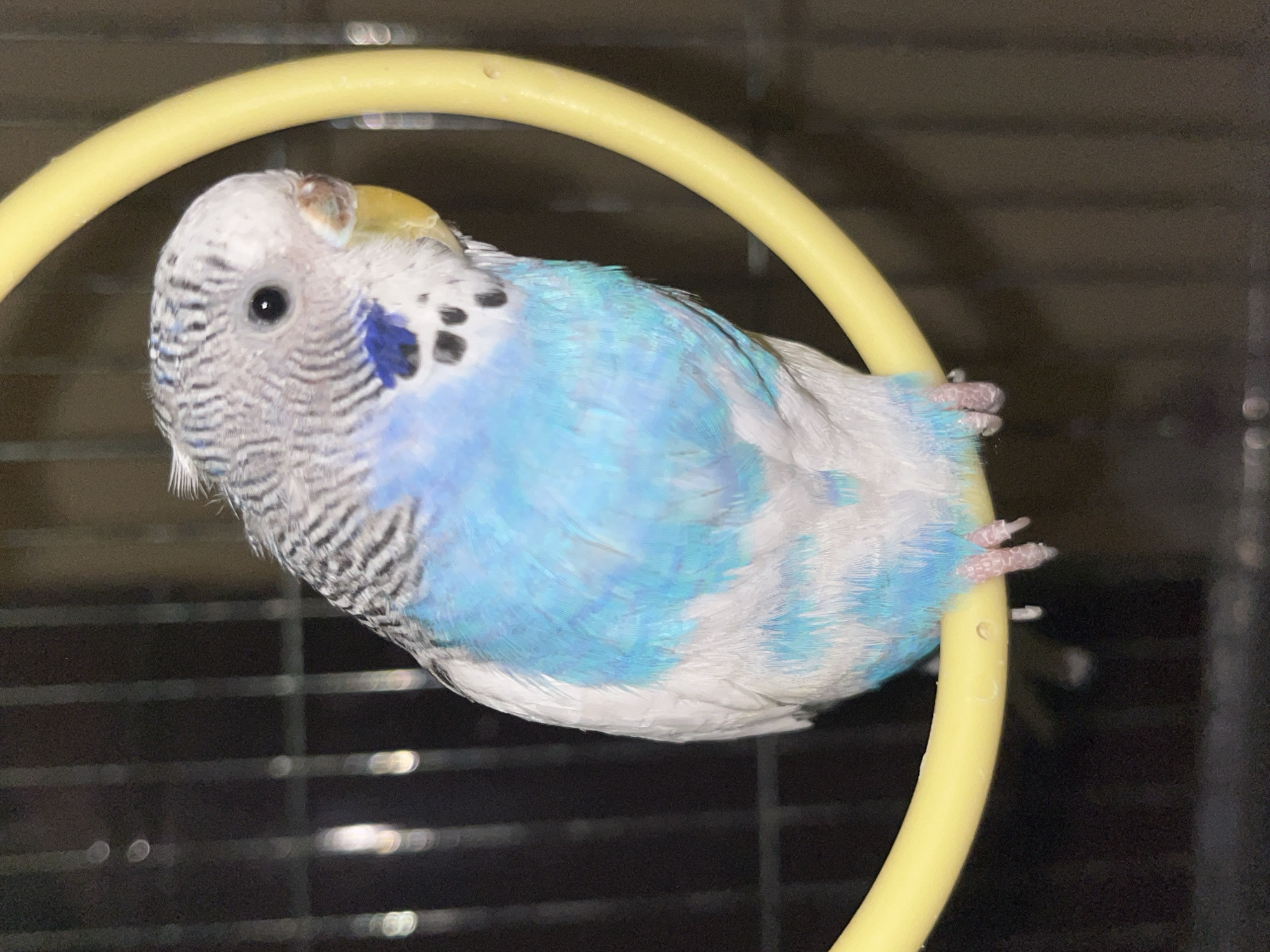A parakeet with blue and white plumage is perched on a yellow, circular toy. The bird has black markings on its head and neck, and pink feet grasping the toy. The background is a dark, out-of-focus cage. No information suggests the image was taken in Shumen, Bulgaria.