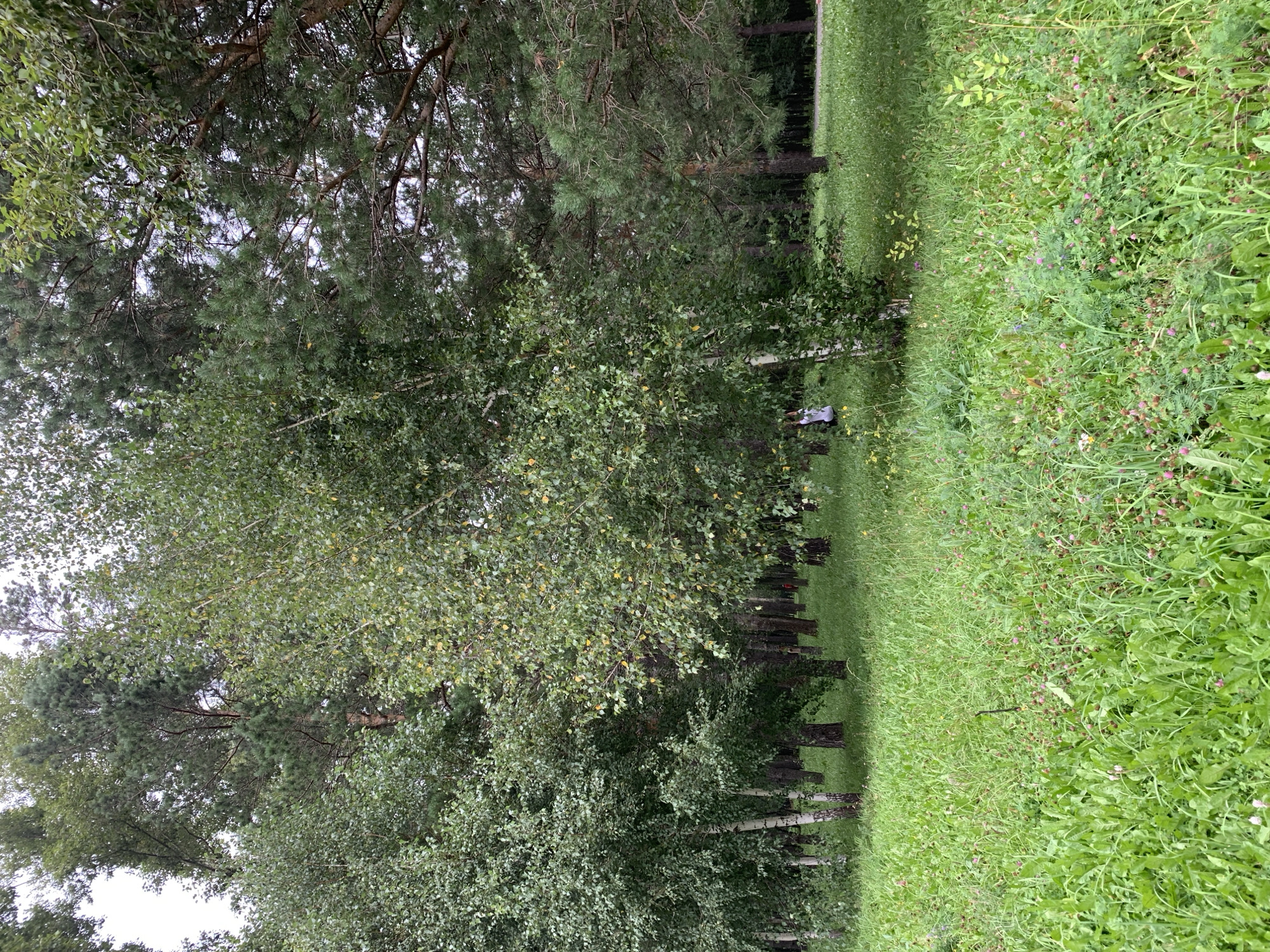 A low-angle medium shot captures a vibrant green meadow filled with various wildflowers and tall grasses, bordering a dense forest of pine and birch trees. The trees are closely packed, creating a sense of depth and enclosure. A narrow, paved path is visible in the distance, winding through the trees. A person wearing a white top and dark pants is partially obscured by the foliage on the left side of the image, appearing to be interacting with a birch tree. The sky is overcast and a pale gray, suggesting a cloudy day. The scene is set in a park or forest area within the city of Prokopyevsk, Russia, evoking a natural, tranquil atmosphere.