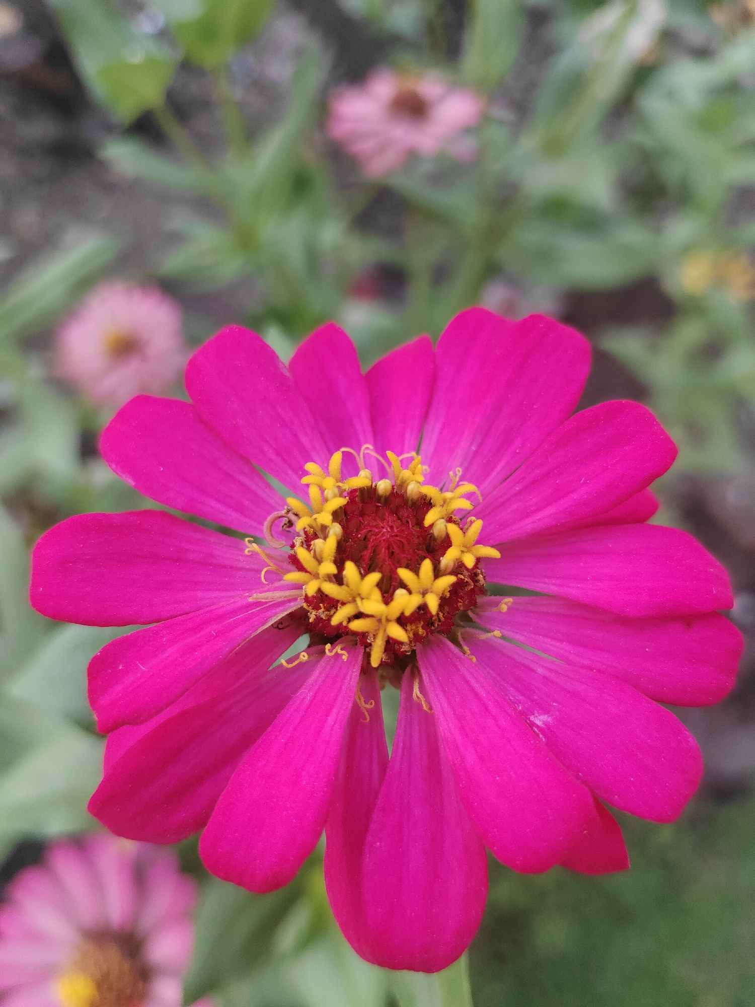 A close-up, eye-level shot captures a vibrant pink zinnia flower in full bloom. The flower's center is a rich red-brown, adorned with bright yellow stamen. The petals are a deep magenta, fanning out from the center. In the background, other flowers and green foliage are visible, but they are out of focus, creating a blurred backdrop. One of these out-of-focus flowers in the lower left corner appears to be a lighter shade of pink. The image was taken outdoors in what is likely a garden or natural setting, possibly in Watesnegoro, Indonesia, given the context.