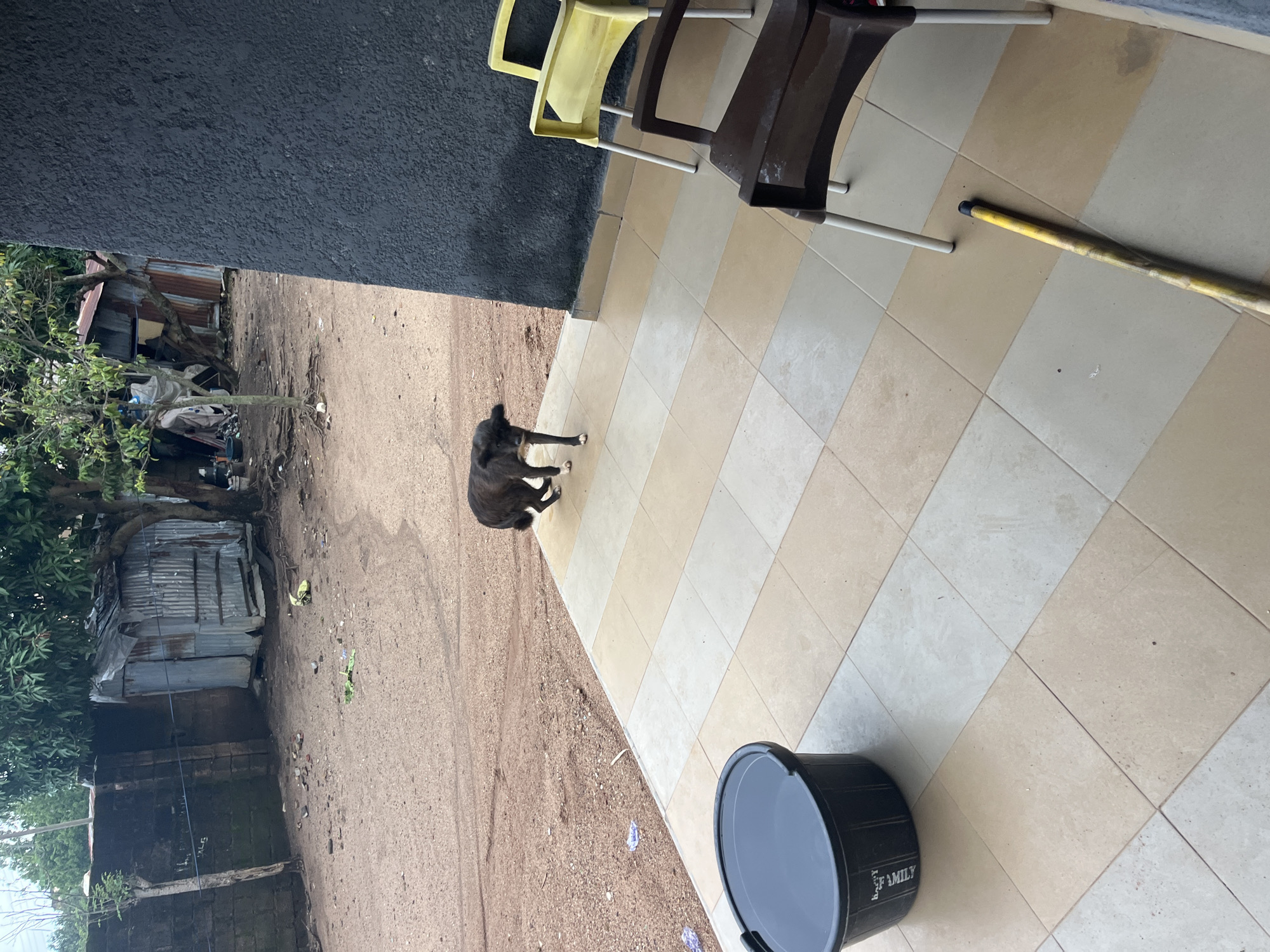 A black dog walks on a tiled patio in front of a dark gray wall. To the left of the dog, a large black bucket filled with water sits on the patio. Beyond the patio, a dirt ground leads to a corrugated metal structure and trees. In the background, a concrete wall is visible. Two plastic chairs, one yellow and one brown, are placed on the patio. A yellow-handled tool lies on the ground in the foreground. The scene appears to be in an outdoor area, possibly a residential compound.