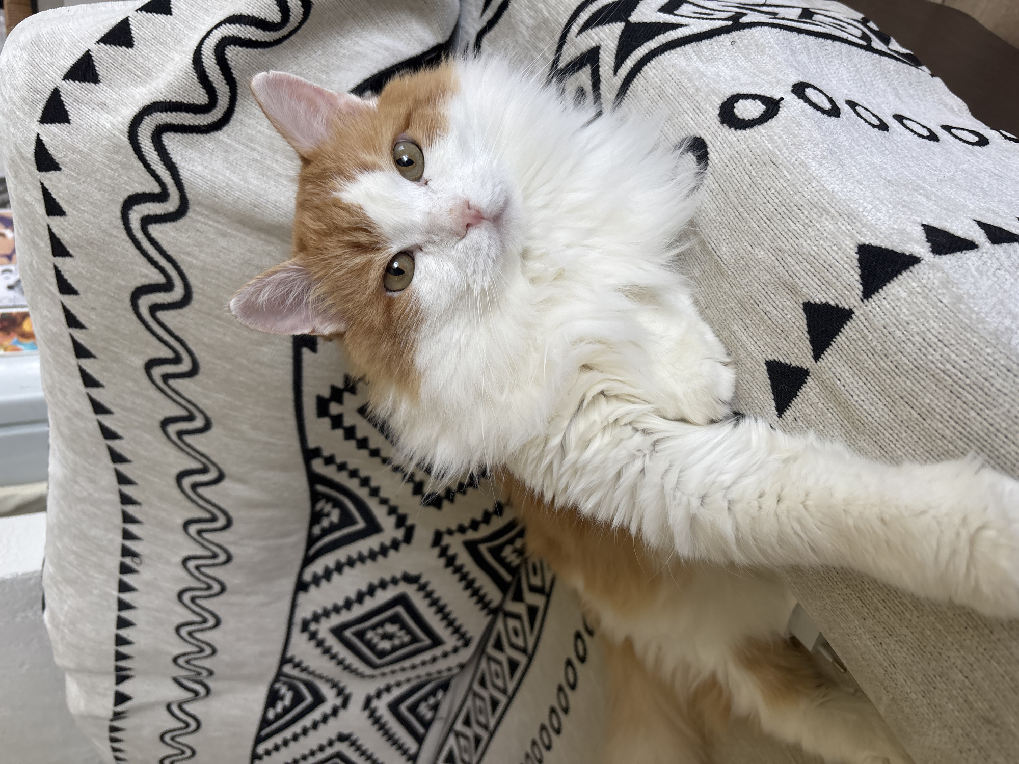 A fluffy ginger and white cat lies comfortably on its back on a patterned blanket, looking directly at the viewer. The cat has striking green eyes, a small pink nose, and soft, long fur that is predominantly white on its face, chest, and belly, with orange patches on its head and ears. Its front paws are gently curled.
The cat is positioned against a textured, off-white or light grey fabric, possibly a throw or cushion cover, which features intricate black geometric patterns. These patterns include zigzag lines, solid triangles, small circles, and diamond-shaped motifs. The fabric's weave is visible, indicating a woven material.
The scene appears to be indoors, likely in a home setting in Zheleznogorsk, Russia. The lighting is soft and even, suggesting either ambient daylight or well-diffused indoor lighting. The cat's expression is calm and curious, conveying a sense of relaxation and attentiveness. No visible text is present in the image.