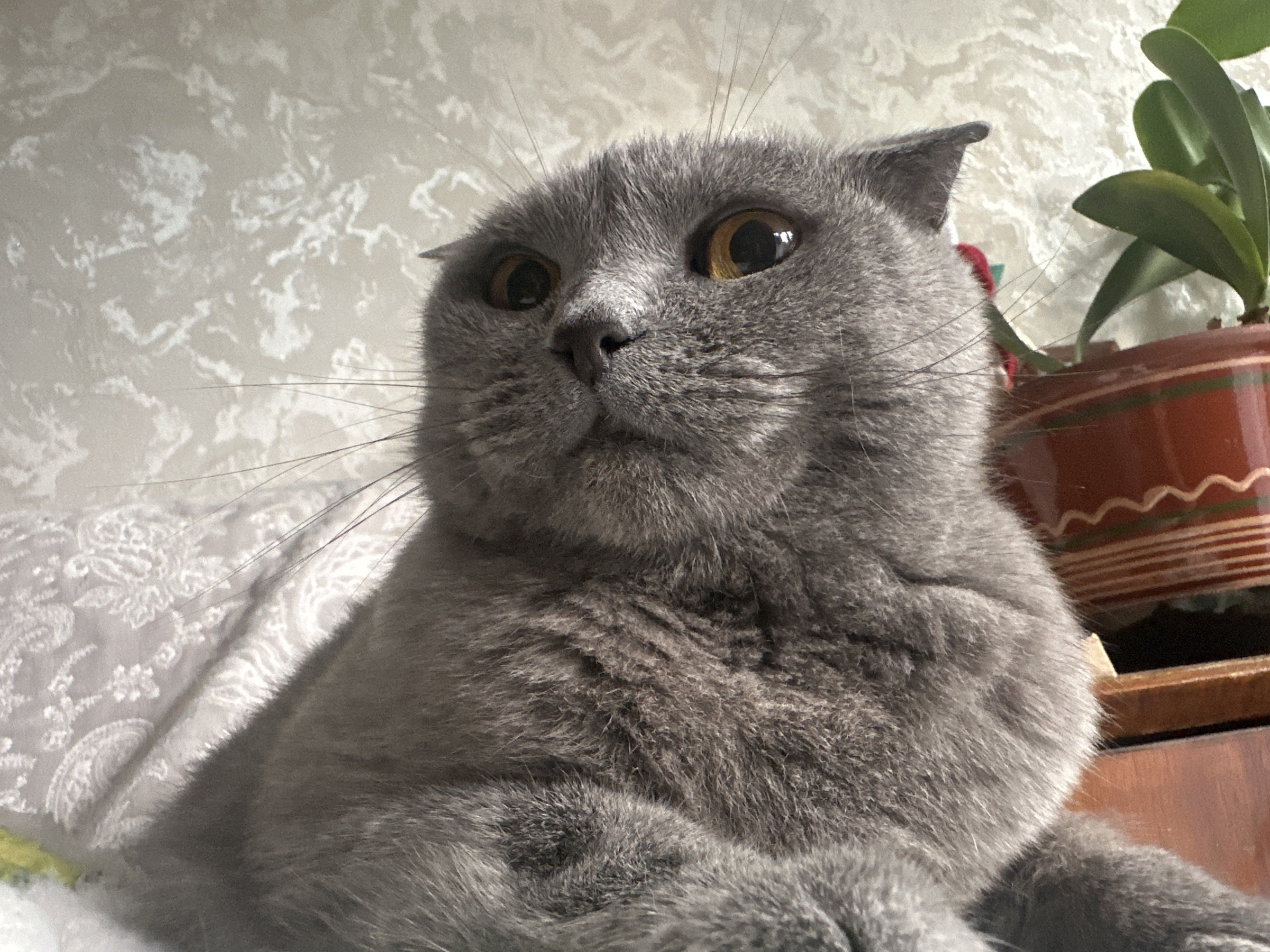 A close-up, low-angle shot focuses on the face of a grey British Shorthair cat indoors. The cat's large, amber eyes are wide, and its ears are slightly flattened, giving it a surprised or inquisitive expression. Its whiskers are prominent, fanning out from its muzzle. The background features a textured, light-colored wallpaper with a subtle pattern. To the right of the cat, a potted plant with lush green leaves is visible in a terracotta-colored pot with a decorative band. The scene appears to be set on a bed or sofa, indicated by the soft, patterned fabric in the lower left portion of the image. The lighting suggests it is daytime, with a soft light casting a shadow across the cat's fur. The image was taken in Khimki, Russia.