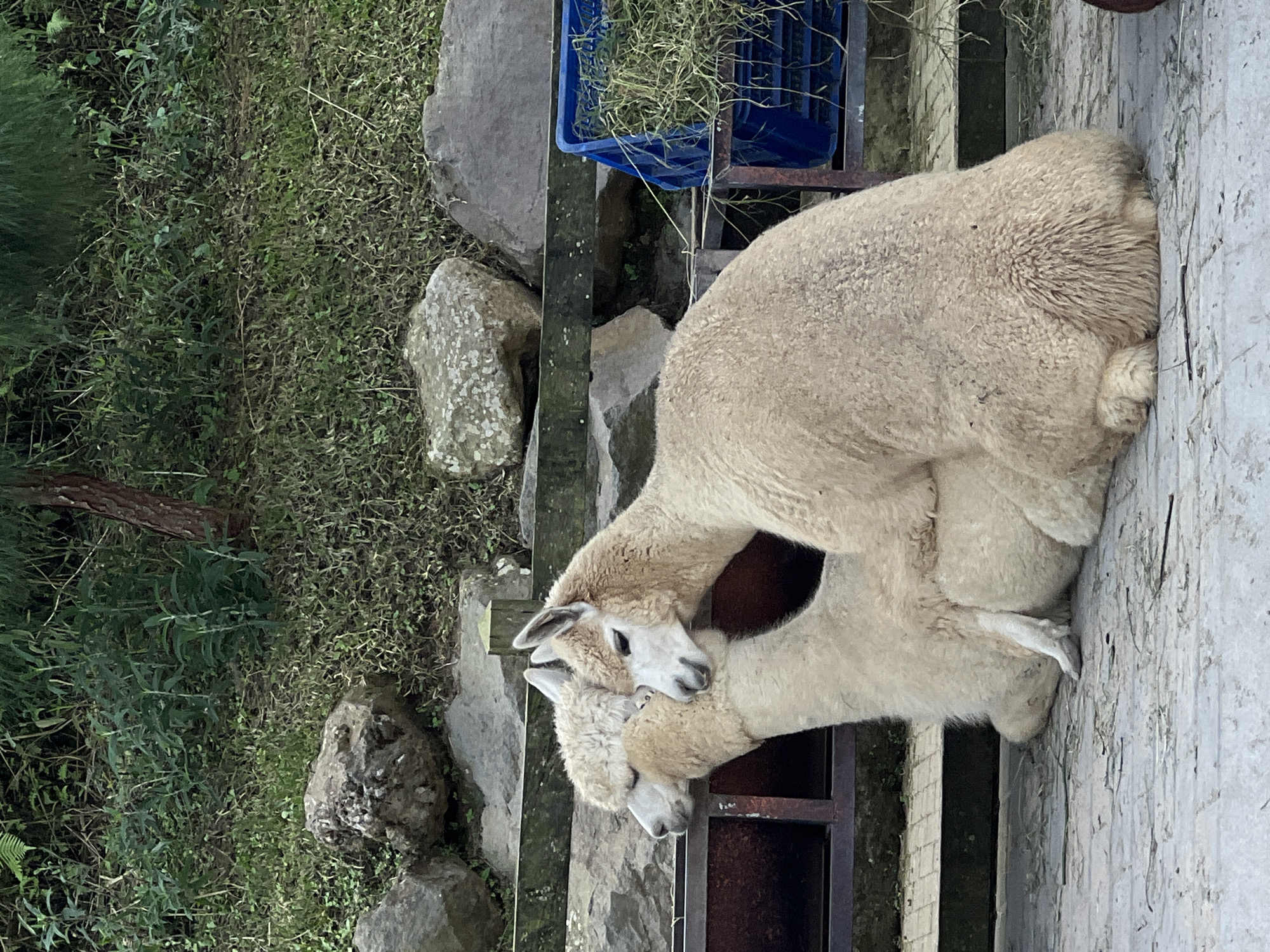 Two alpacas are seen in a close embrace in an outdoor enclosure. The alpaca in the foreground is positioned on its side, with its hindquarters towards the viewer. Its legs are tucked underneath its body. The second alpaca is leaning over the first, with its head near the first alpaca's head and neck. The enclosure appears to be a farm or sanctuary, with natural elements like rocks and vegetation in the background. A wooden fence runs horizontally behind the alpacas, and a blue plastic bin filled with hay is visible to the right. The ground is paved with what appears to be stone or concrete, and some loose hay is scattered on the surface. The scene suggests a moment of rest or affection between the two animals. The location is identified as Sukasada, Indonesia.