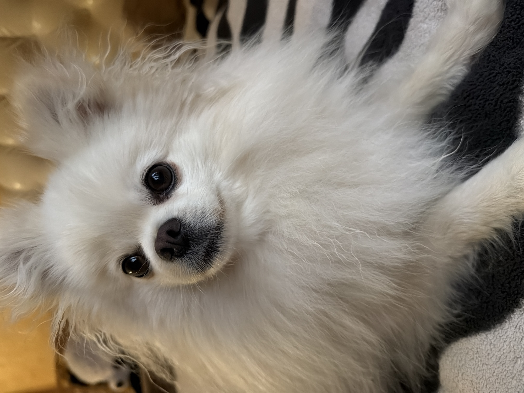 The image shows a close-up, tilted view of a fluffy white dog, likely an American Eskimo or Pomeranian. The dog is lying down, and its head is tilted towards the camera, with its gaze directed slightly off-center. Its dark, round eyes are prominent, and its black nose is visible, surrounded by lighter fur. The dog's fur is long and thick, giving it a soft, voluminous appearance.
The background is blurred, but suggests a domestic setting. The left side of the image has a warm, yellowish-brown hue, possibly from a blanket or cushion. The right side of the background features a striped pattern of black and white, possibly a blanket or a pet bed. The lighting appears to be artificial, and the time of day is indeterminate. The dog's expression could be interpreted as curious or relaxed. There is no visible text in the image. The location context provided is Папярнянскі сельскі Савет, Belarus, which is a rural council in Belarus.