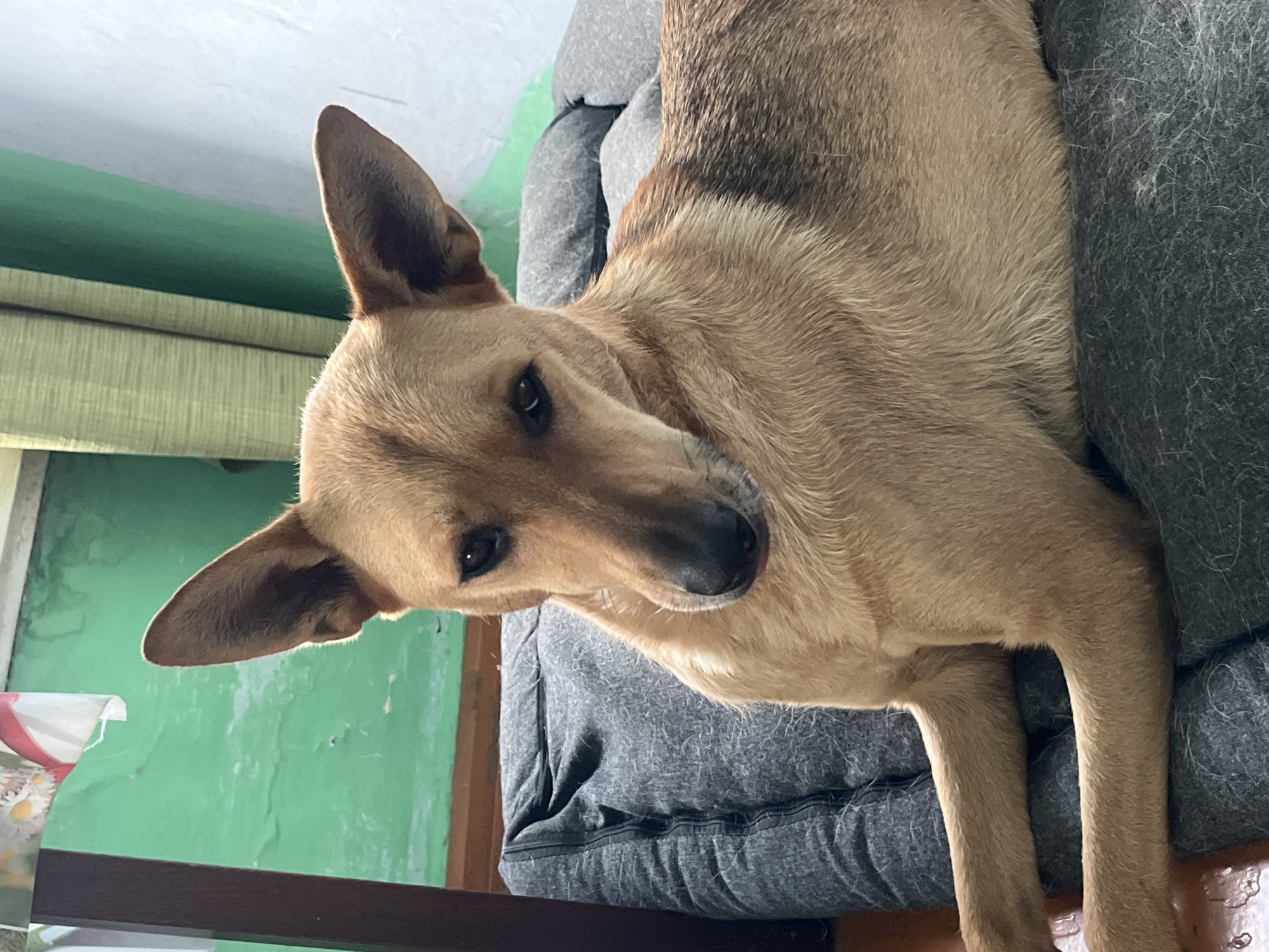A medium-sized, tan-colored dog with large, erect ears rests on a grey, plush dog bed. The dog is positioned in a way that its head is turned towards the viewer, with its body angled to the right. The background consists of a textured green wall and a portion of a window with a green curtain. The lighting appears to be natural, possibly from a nearby window, casting soft shadows. There are no people visible in the image, and the focus is solely on the dog and its immediate surroundings. The scene suggests an indoor domestic setting. There is no information in the image that would allow for the identification of a specific location within Nizhny Tagil, Russia.