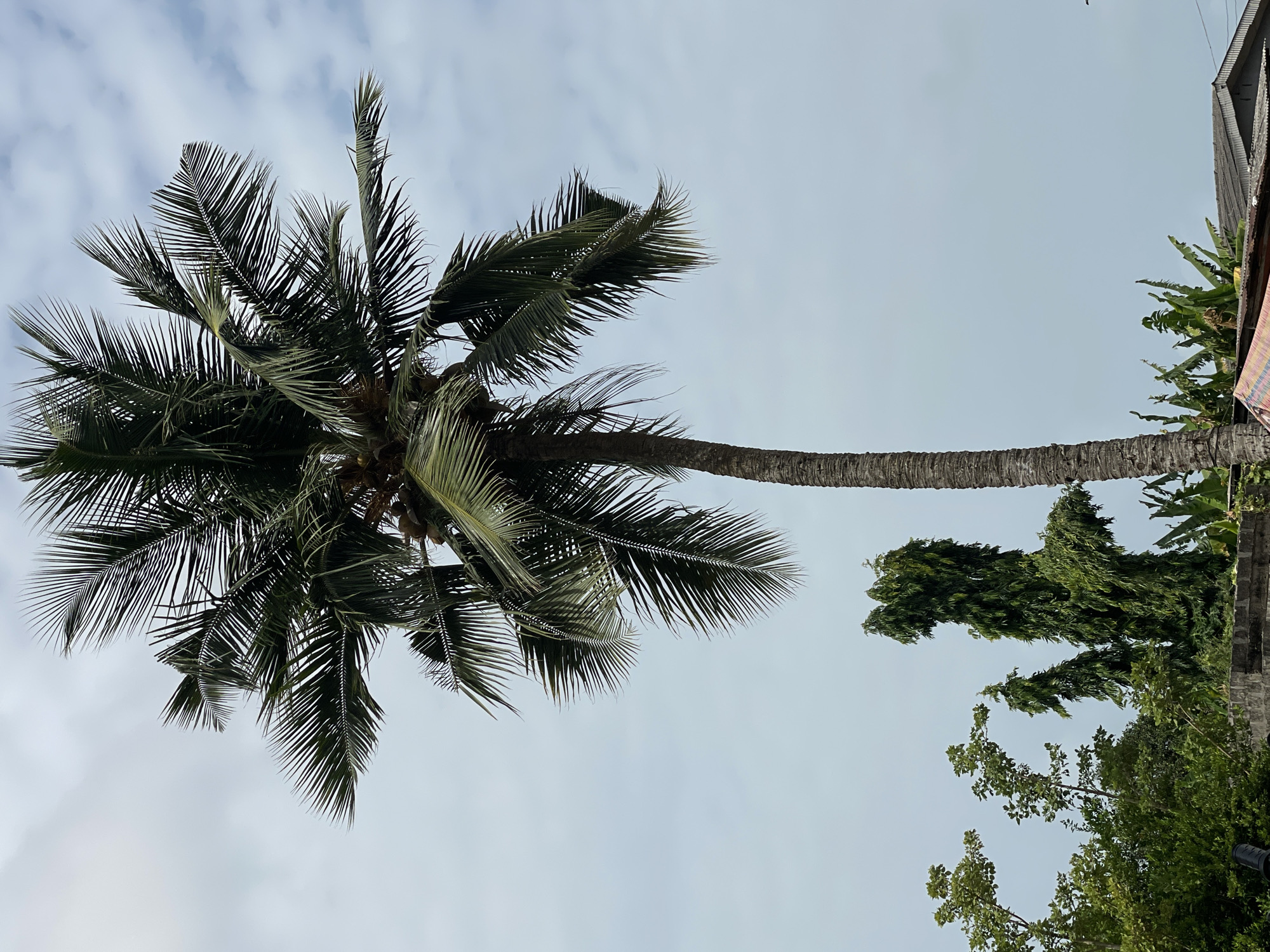 The image, likely taken in Badagry, Nigeria, showcases a coconut palm tree from a low-angle perspective. The tree dominates the frame, its trunk extending vertically with the fronds spreading towards the left. The sky is a pale blue, slightly overcast. Other greenery is visible in the lower right corner, suggesting a residential area. A structure, possibly a building, is seen on the upper right.