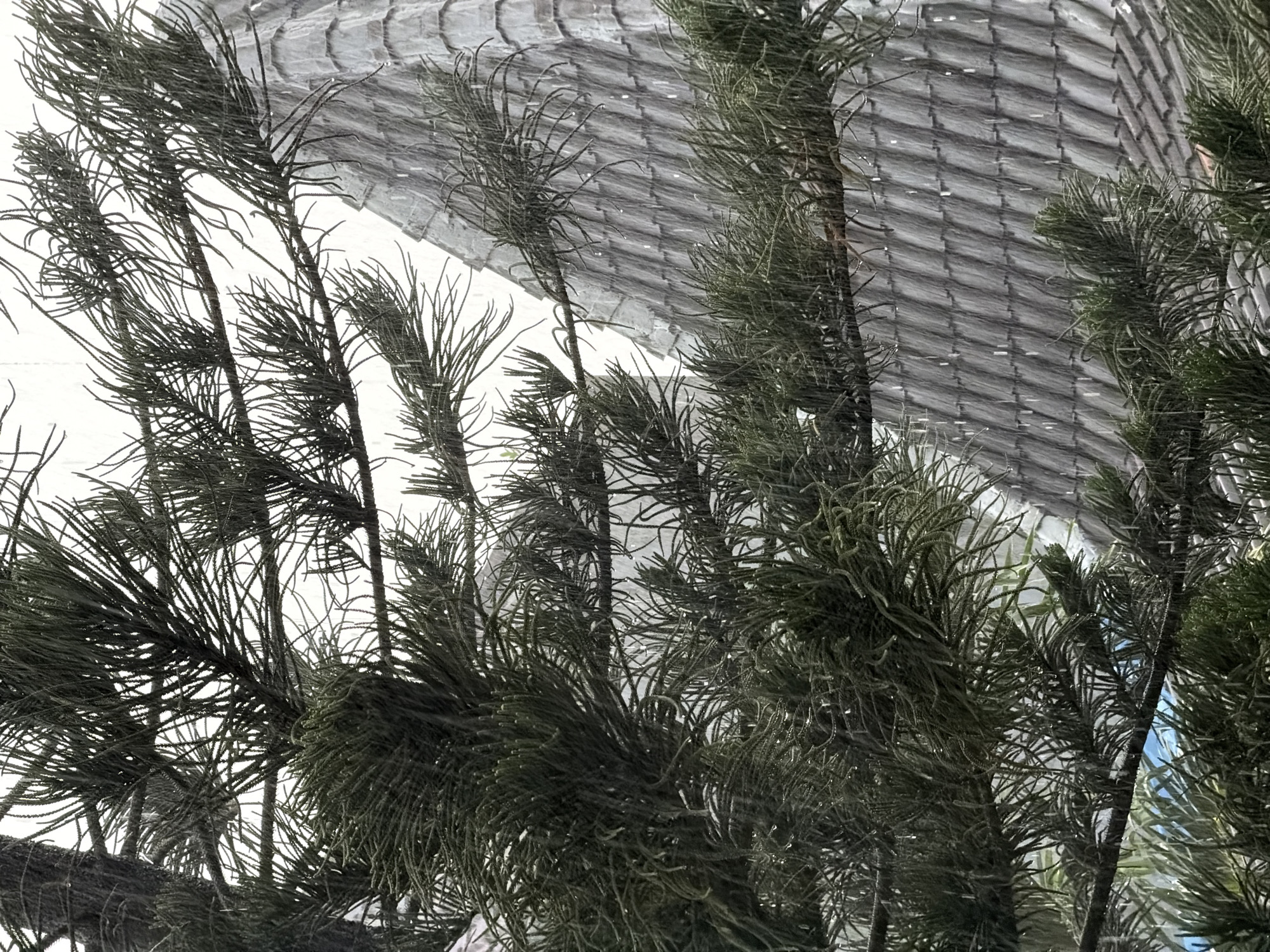This media file presents a detailed, upward-looking view through dense, dark green foliage, characteristic of a conifer or a Norfolk Island Pine. The branches are thickly covered with short, needle-like leaves, forming a rich, textured foreground. Small, reflective droplets or highlights are scattered across the foliage, suggesting it might be wet from rain or dew, or simply catching ambient light.
In the background, partially veiled by the intricate network of leaves and branches, is a distinctive architectural structure. This structure features a curved or arched design composed of numerous grey, rectangular, or tile-like elements arranged in a repetitive diagonal grid pattern. The texture and pattern give the background a modern, industrial, yet visually interesting quality. The lighter areas in the background suggest a bright sky or a highly reflective surface.
The scene captures a static moment, focusing on the interplay between natural plant life and man-made architecture. No people or specific activities are visible. The time of day appears to be daylight, with the light conditions being somewhat diffused. Given the location context of North Kuta, Indonesia, the scene likely depicts a tropical garden, a landscaped area, or possibly a botanical enclosure where such plants thrive alongside contemporary structures. There is no visible text.
