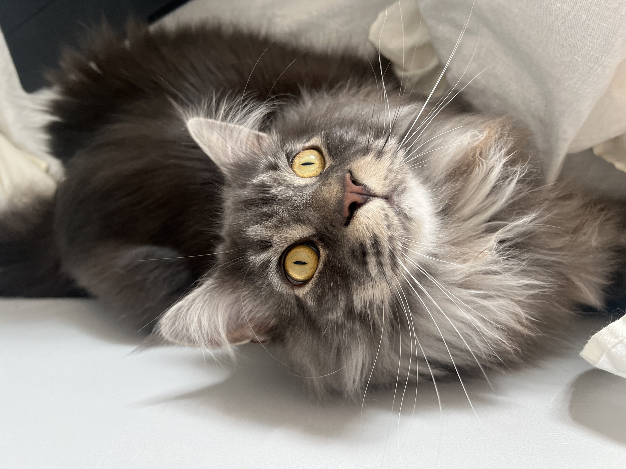A close-up shot captures a Maine Coon cat with striking yellow eyes and long, fluffy grey and brown fur. The cat is looking upwards and to the right with an alert expression. Its prominent whiskers fan out from its face. The cat is nestled on a light-colored, textured surface, possibly fabric, with a white wall visible on the left side of the frame. A dark object, possibly a laptop, is partially visible in the upper right corner. The lighting is soft, creating subtle shadows on the white wall. The image does not contain any elements that place it in Ternopil, Ukraine.