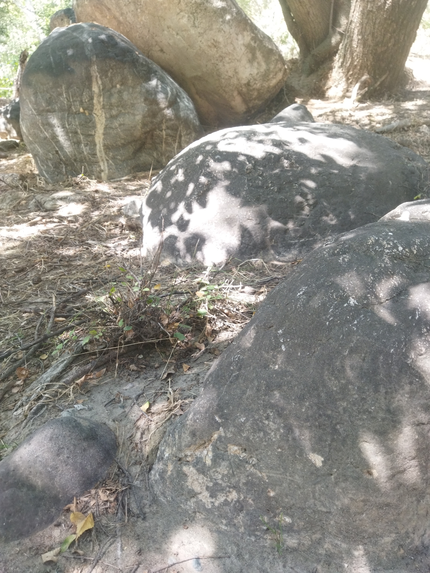 A low-angle outdoor shot captures a cluster of large, dark gray boulders scattered across dry, sandy ground covered in dead leaves and twigs. A small patch of green vegetation grows among the rocks in the mid-ground. In the background, the trunks of large trees are visible, with sunlight filtering through their leaves, casting dappled shadows on the boulders. The scene is set in a natural environment, likely within the city of Mailuu-Suu, Kyrgyzstan.