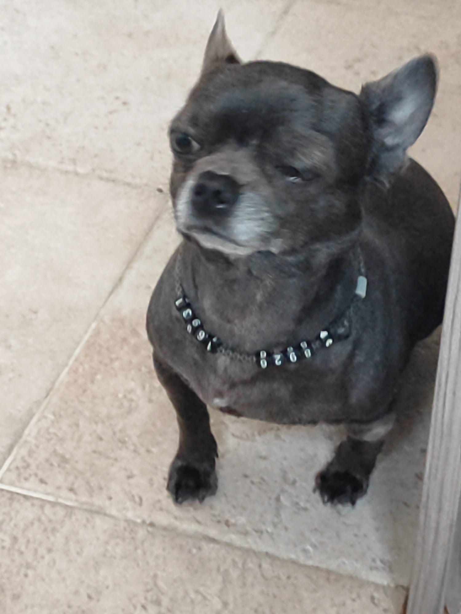 A medium shot captures a grey Chihuahua wearing a beaded collar with numbers on it. The dog sits on a light-colored tiled floor, likely indoors, with its body angled slightly to the left. The dog's head is turned to the left, with its eyes partially closed and a somewhat sleepy or content expression. The background is blurred, suggesting a shallow depth of field, and consists of the tiled floor and a vertical wooden element on the right edge of the frame. No specific landmarks indicate the city of Almaty, Kazakhstan.
