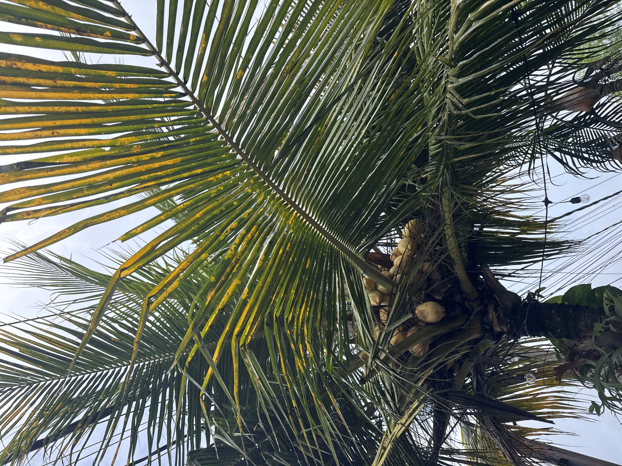 The image displays a low-angle perspective looking up into the canopy of a coconut palm tree against a bright, clear sky. The primary subjects are the large, feather-like fronds of the palm and a cluster of coconuts.
The palm fronds exhibit a combination of green and significant yellow and light brown discoloration, particularly in striped patterns along the individual leaflets. This suggests either aging fronds or potential signs of nutrient deficiency or stress. A sizable cluster of light-colored, mature coconuts is visible nestled at the base of the fronds, close to the tree's crown.
In the upper right section of the image, thin black wires are seen crisscrossing the sky, from which a single, clear incandescent-style light bulb hangs. This detail implies the tree is situated in an area with infrastructure, potentially an urban or semi-urban environment. The bright sky indicates daytime and clear weather conditions. No people or specific activities are depicted. There is no visible text within the frame.