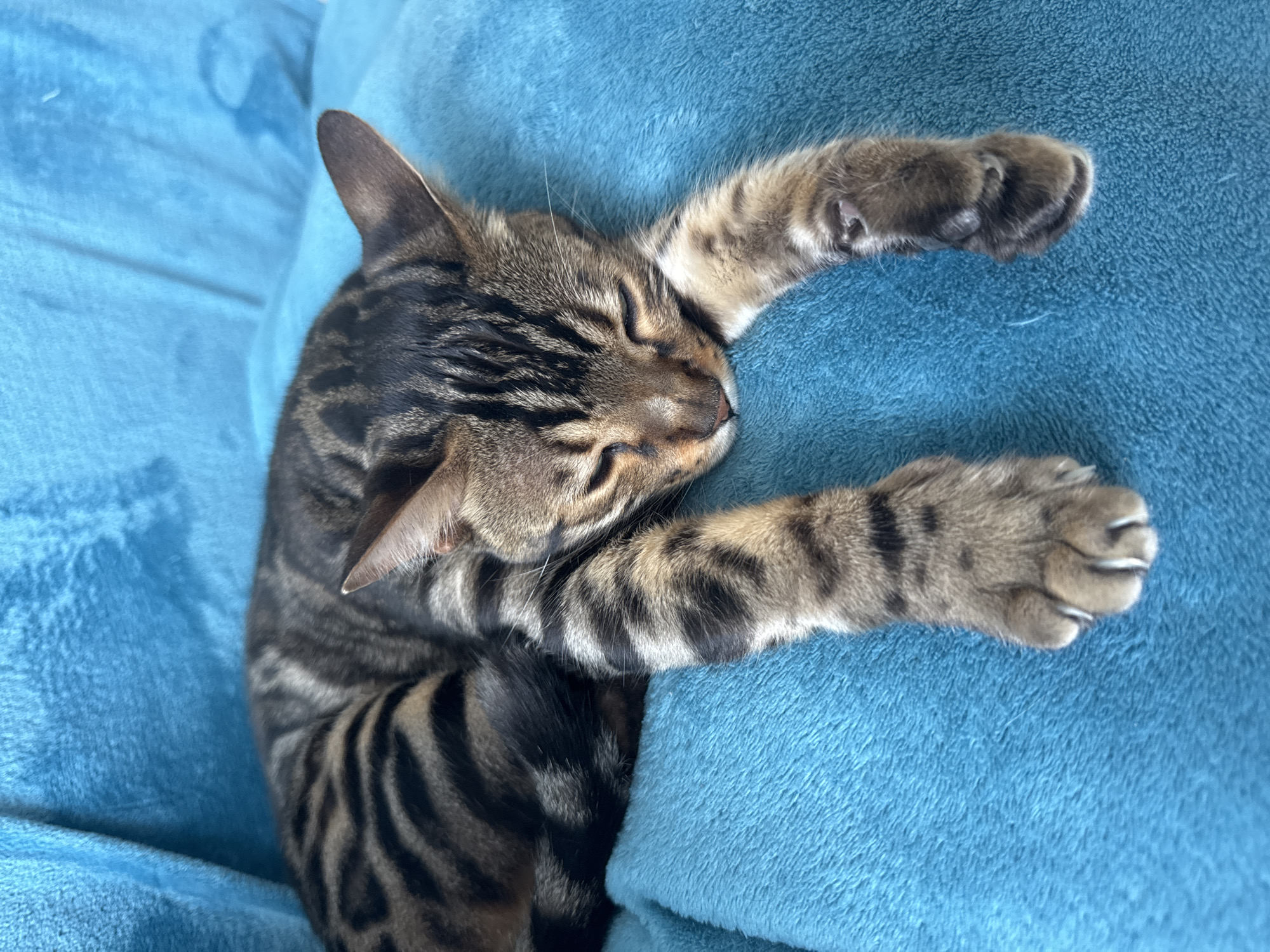 A domestic short-haired cat with tabby markings is asleep on a blue, textured blanket. The cat is curled up, with its eyes closed and its front paws extended forward. The blanket appears to be in a domestic setting, likely a home. There is no information available about the specific location in Agios Tychona Community, Cyprus, or any people present.