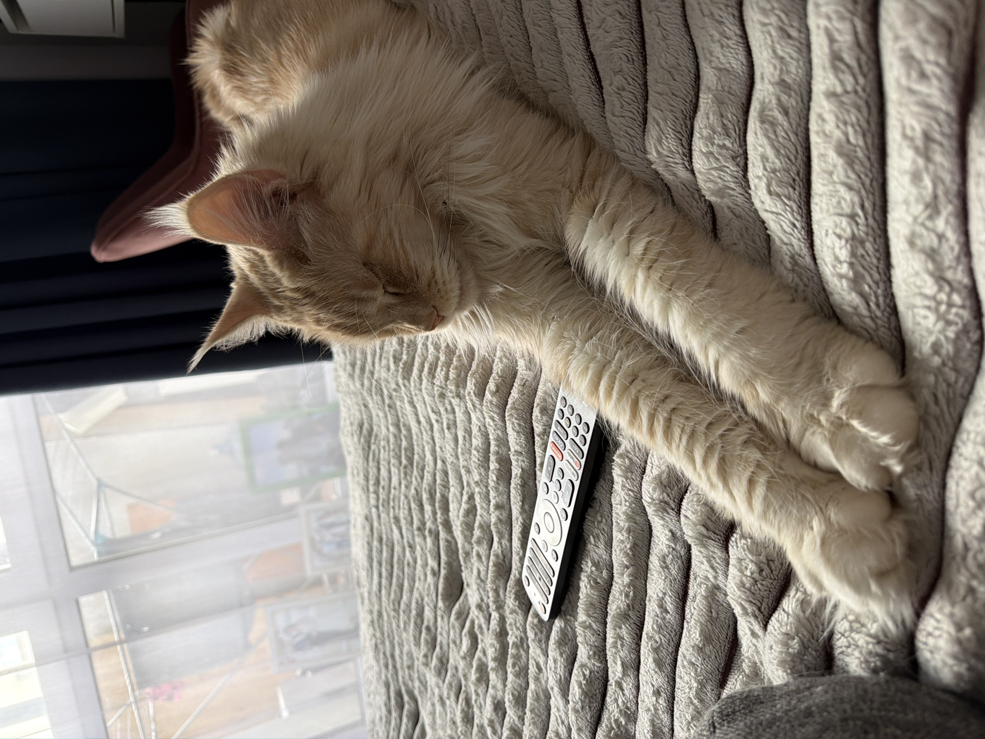 A long-haired, light-orange cat is lying on a light gray, textured blanket. The cat is stretched out, with its front paws extended. A silver and black remote control lies on the blanket near the cat's paws. The location of the image is not Kazan, Russia.