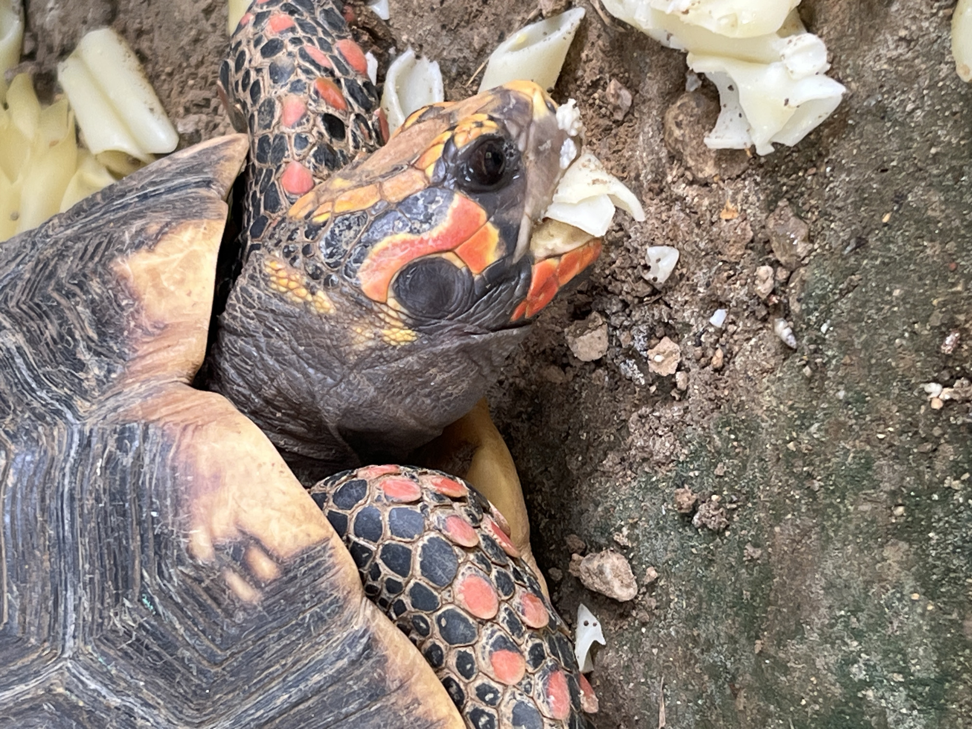 A close-up, eye-level, medium shot captures a red-footed tortoise, identified by its distinctive coloration and pattern. The tortoise is in the foreground, with its head extended and actively eating some pale, yellowish food items. The food appears to be soft and possibly organic. The tortoise's shell is textured with dark brown and black scutes, interspersed with reddish-orange markings. Its skin is also reddish-orange, particularly around its head and legs, with black patterns. The tortoise is positioned on a dirt surface with small rocks and debris. The background is a blur of more dirt and some of the same pale food items. The overall environment appears to be an enclosure or habitat for the tortoise, possibly in a zoo or a private collection, located in Tinaquillo, Venezuela.