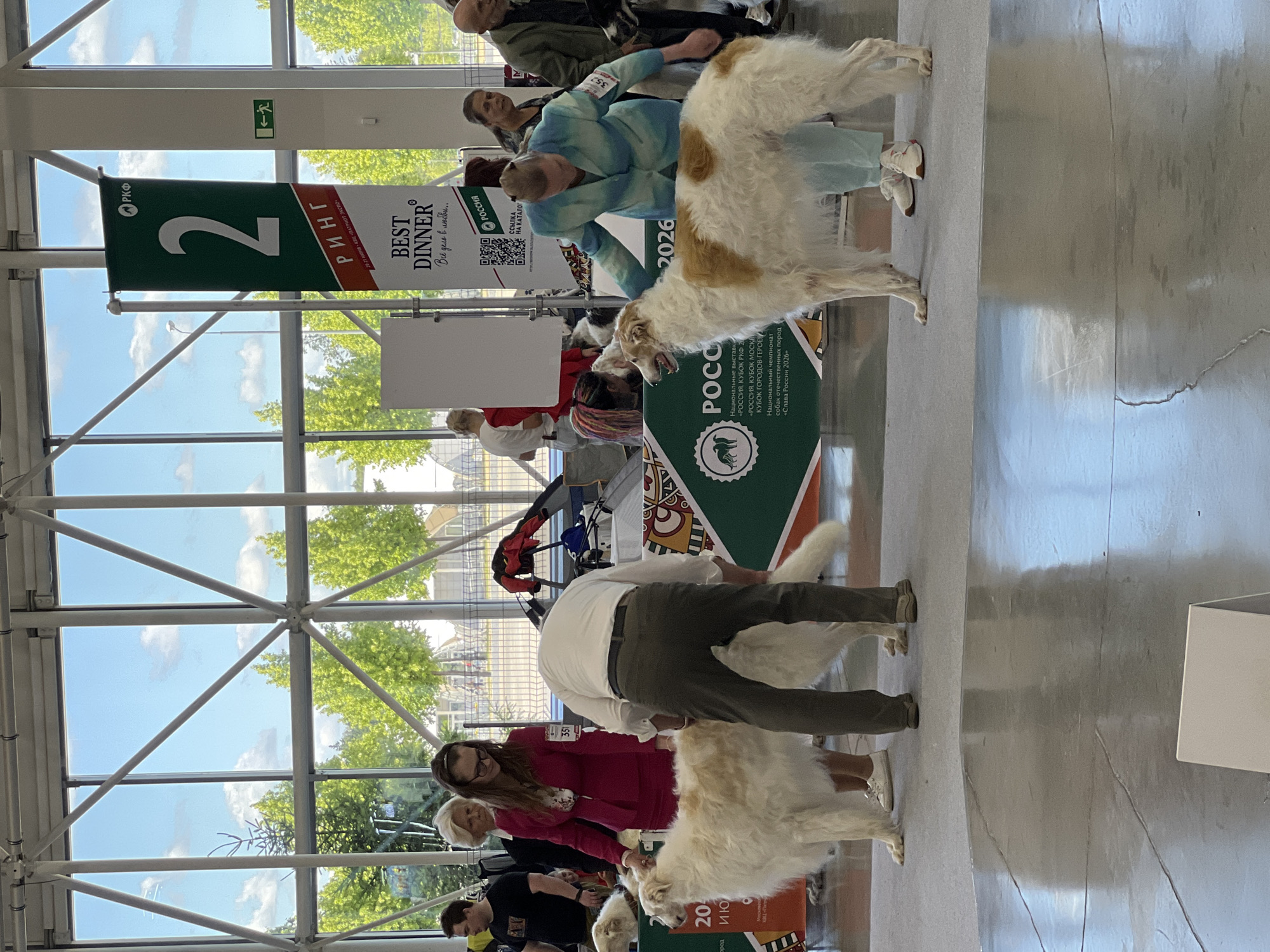 This image was taken at a dog show in Зеленая Роща-1 Киз, Russia. The scene features a dog show with several Borzoi dogs and their handlers. In the foreground, a white and tan Borzoi is being presented by a handler in a blue and green jacket. To the left, another white Borzoi is being handled by a person in a white shirt and olive green pants. In the background, other dogs, people, and banners are visible. The environment appears to be an indoor exhibition hall with large windows showing trees and a cloudy sky. One banner prominently displays the number "2" and text in Russian, indicating a specific ring or event. Another banner promotes "BEST DINNER." The overall atmosphere suggests a competitive dog show event.