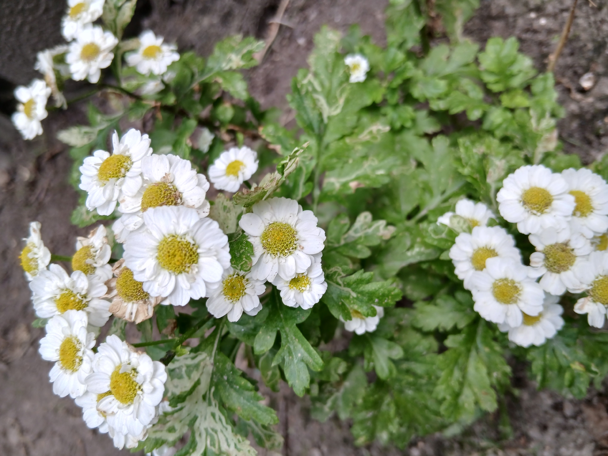 This media file shows a cluster of small, white flowers with yellow centers, resembling daisies, growing amidst lush green foliage. The flowers are in various stages of bloom, with some appearing fully open and others still budding. The leaves of the plant are finely divided and a vibrant green, with some showing patches of lighter green or white variegation. The background is a mix of dark soil and possibly some small stones, suggesting an outdoor setting. The overall impression is one of natural beauty and a hint of spring or summer bloom. There is no visible text or any indication of people or specific events. The lighting suggests it could be daytime, possibly overcast given the soft illumination. The location context provided is Kholosne, Ukraine.